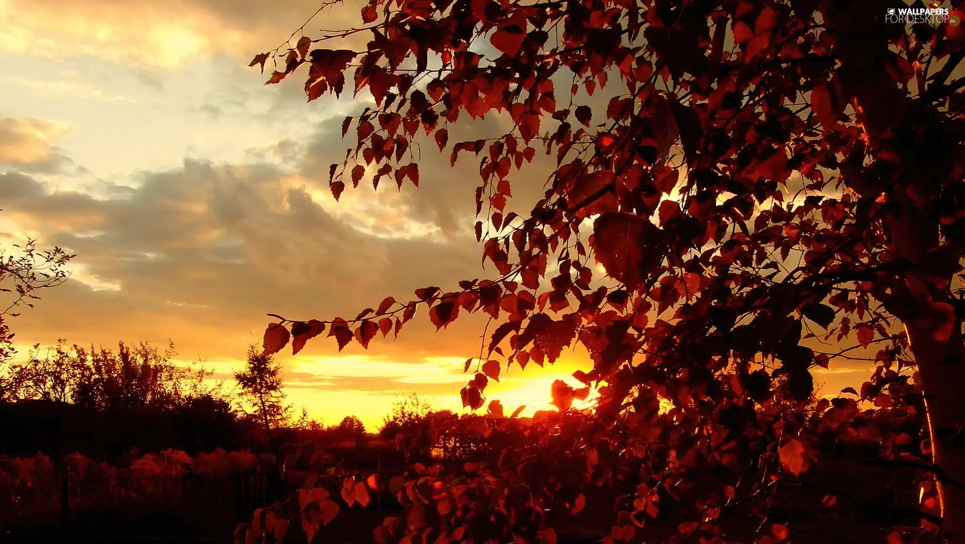 trees, viewes, sun, autumn, west
