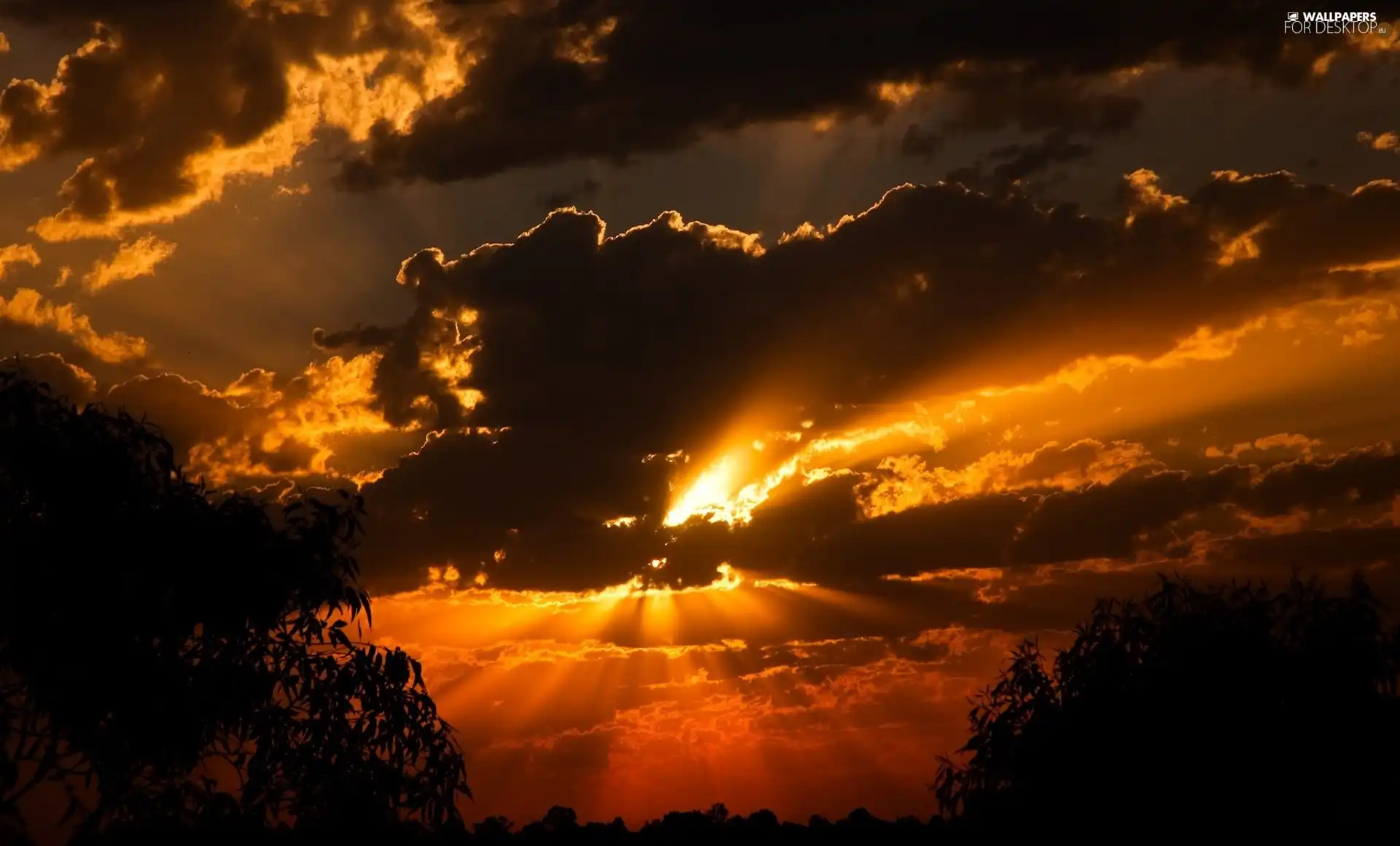 trees, viewes, sun, clouds, west