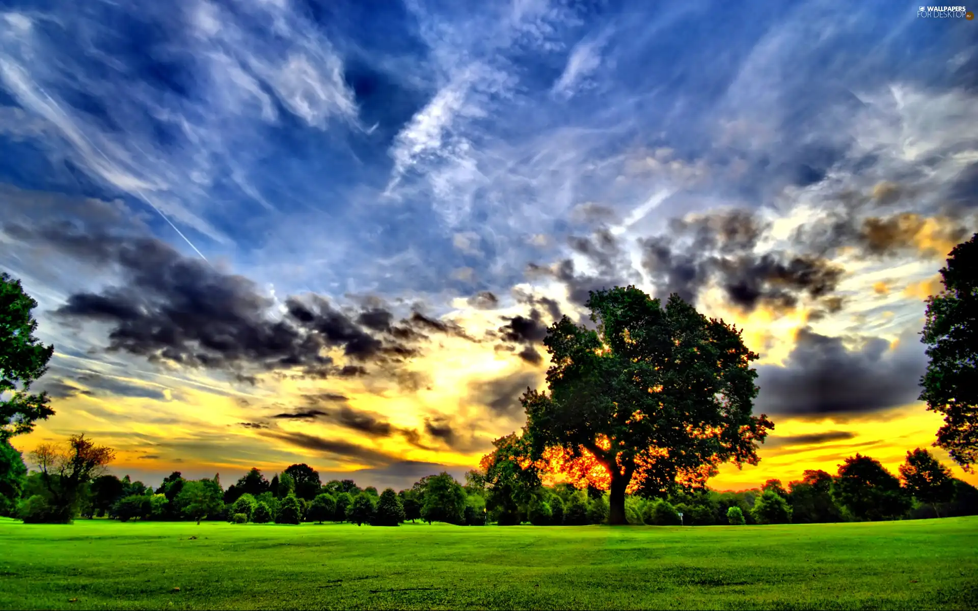 trees, viewes, sun, clouds, west