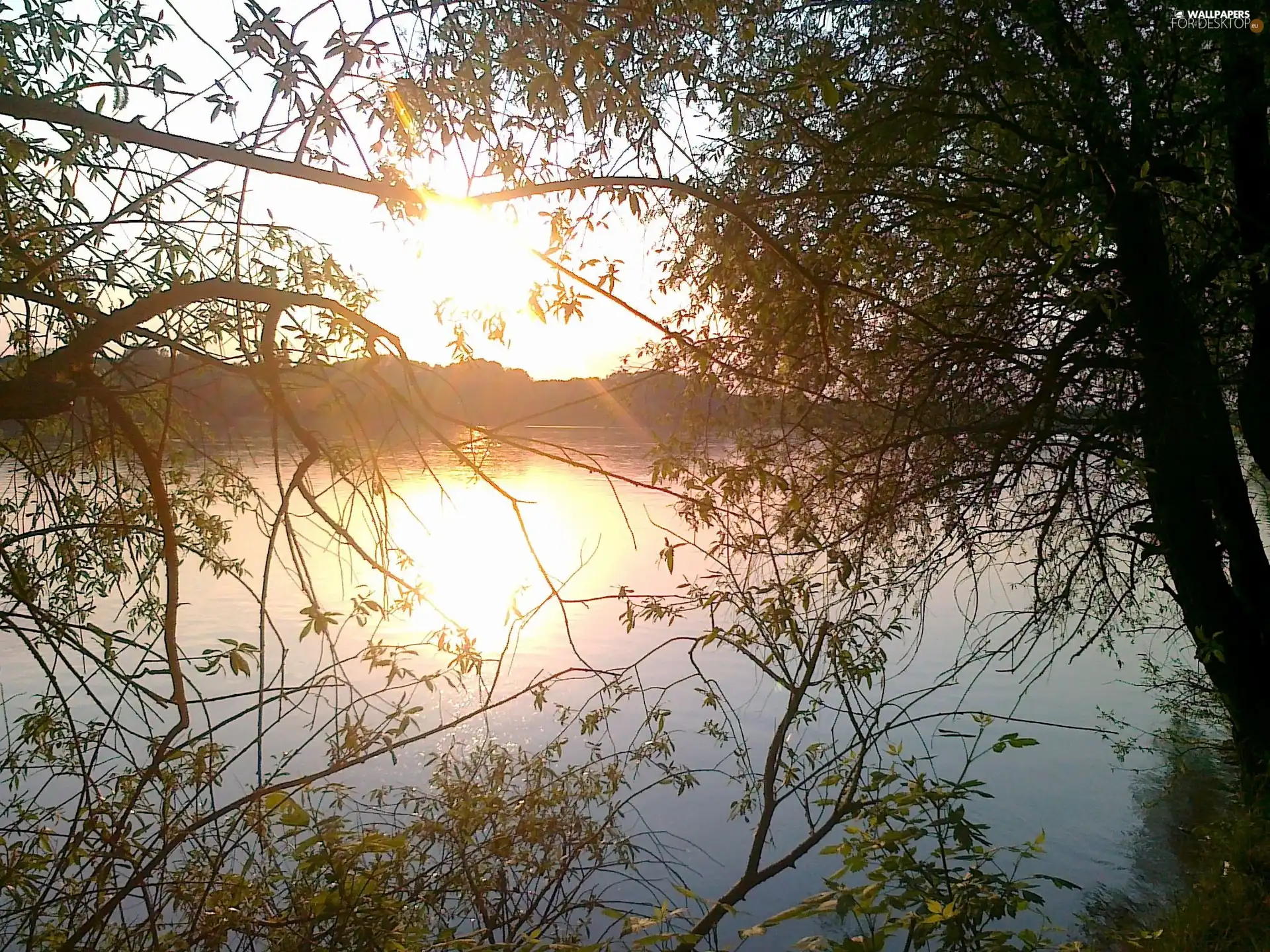 trees, viewes, sun, lake, west