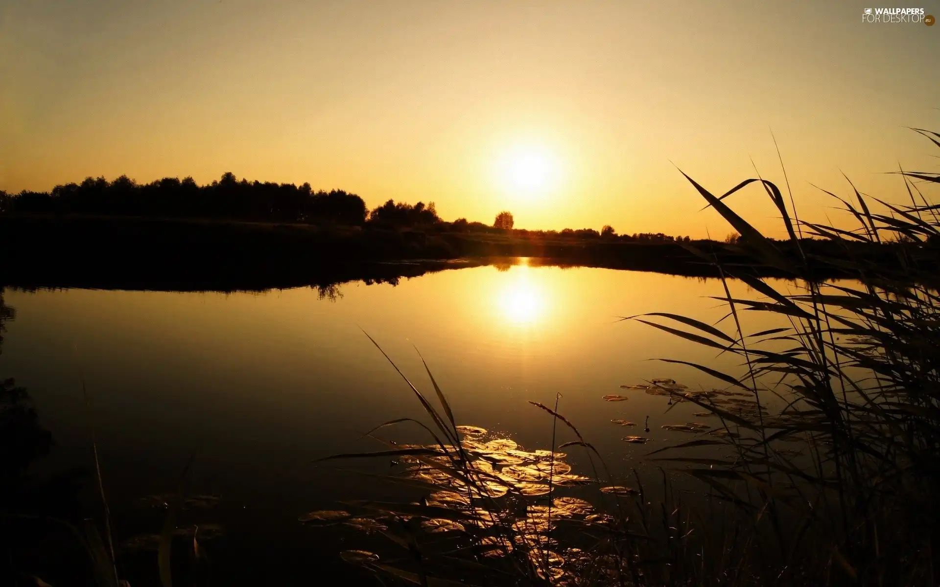 trees, viewes, sun, lake, west