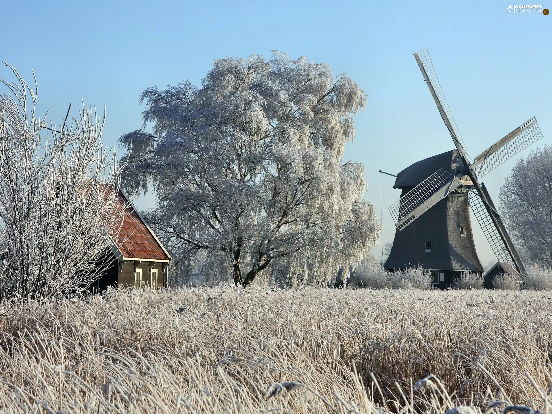 trees, viewes, frosted, grass, Windmill