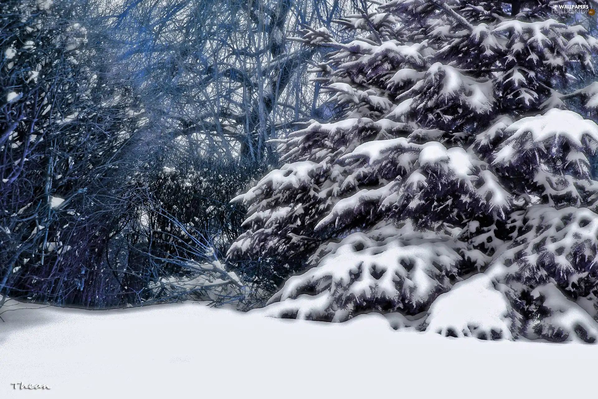 trees, viewes, snow, fir, winter