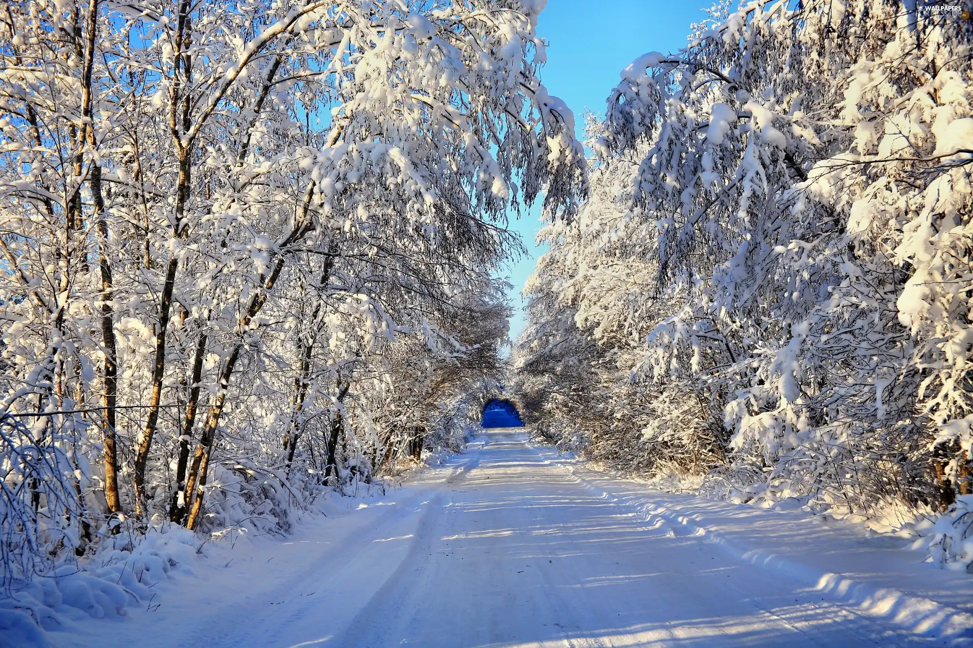 trees, viewes, Way, Snowy, winter