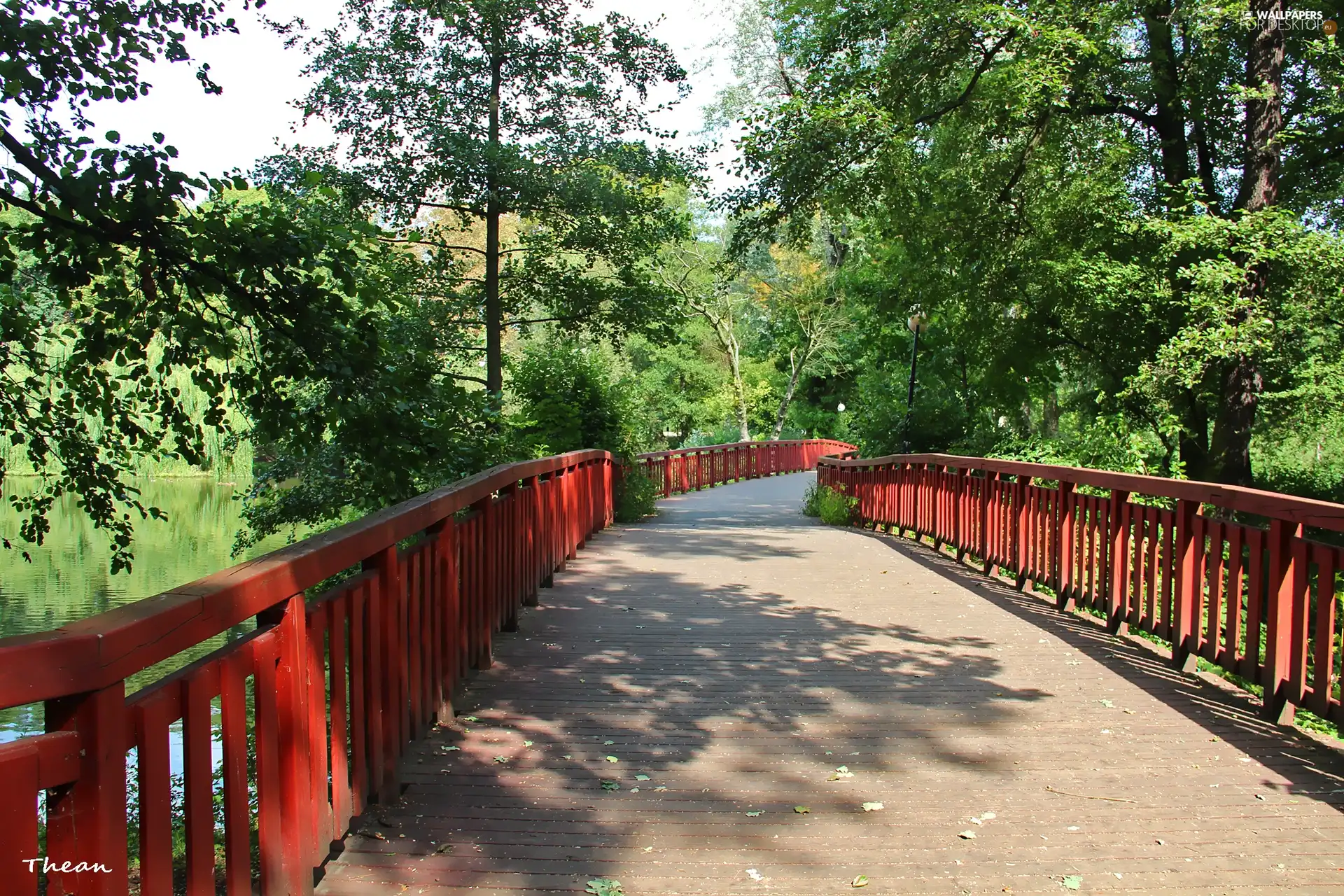 trees, viewes, bridge, Park, wooden