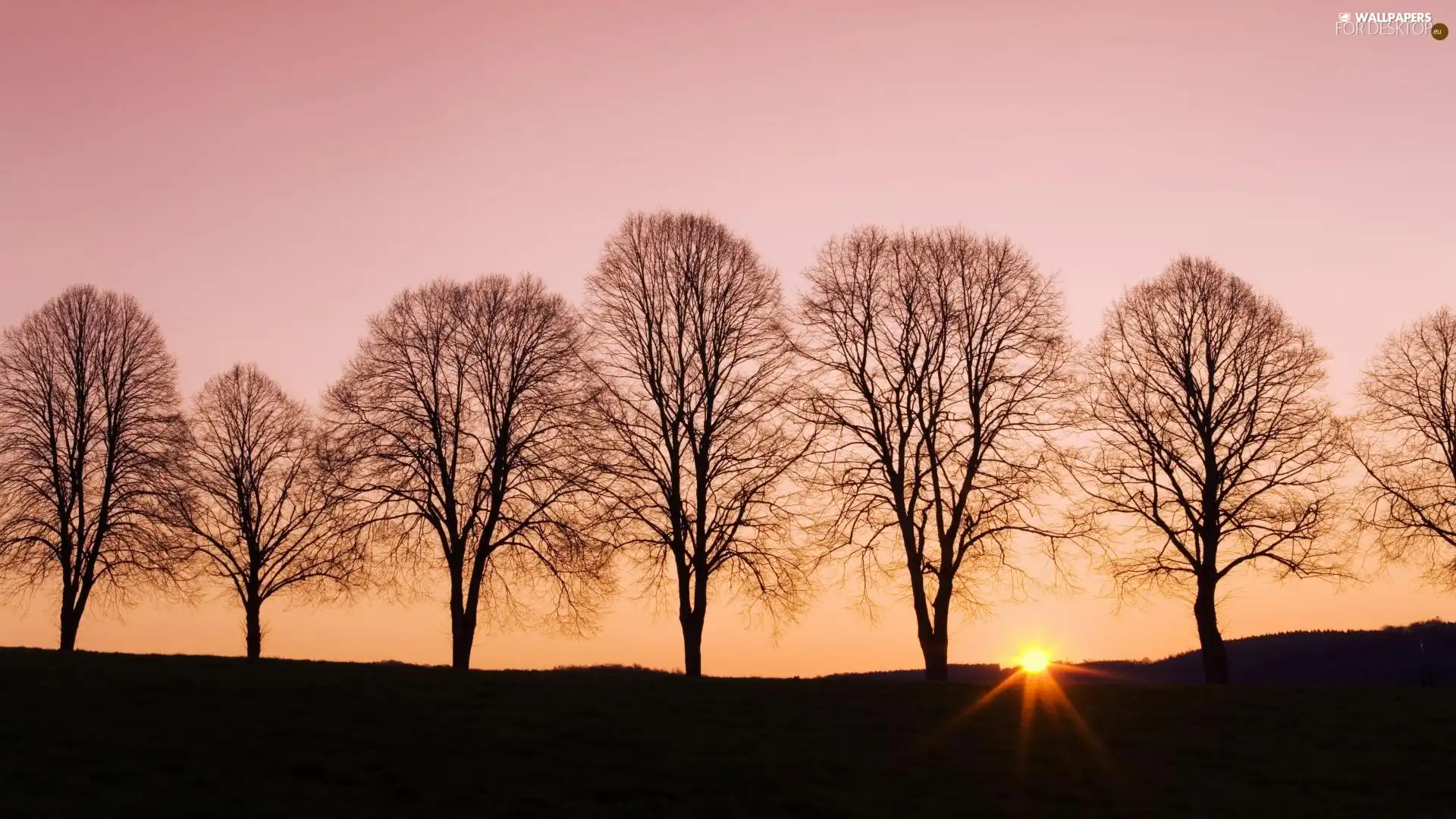 west, line, trees, sun