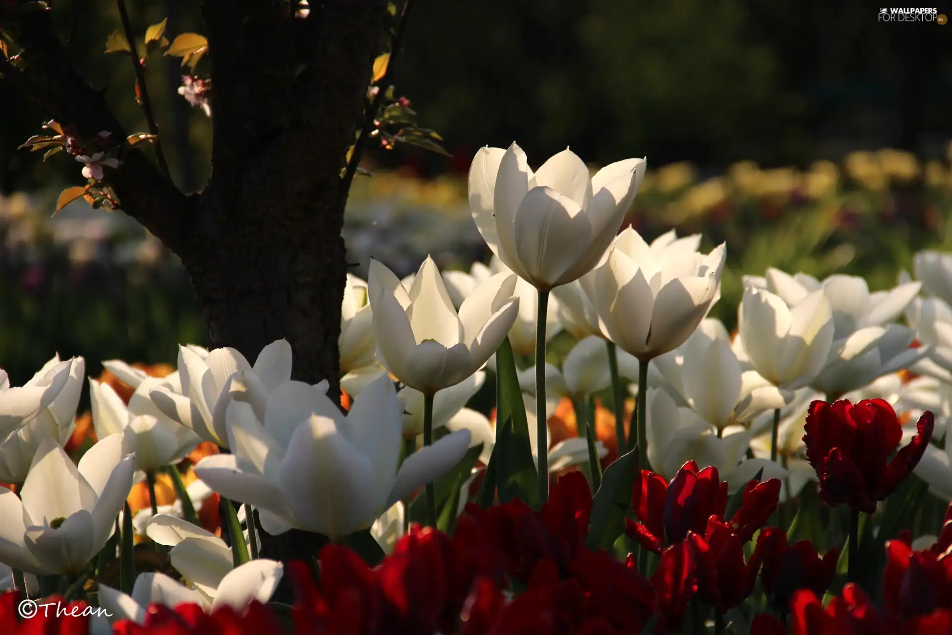 White, Tulips, trees, Red