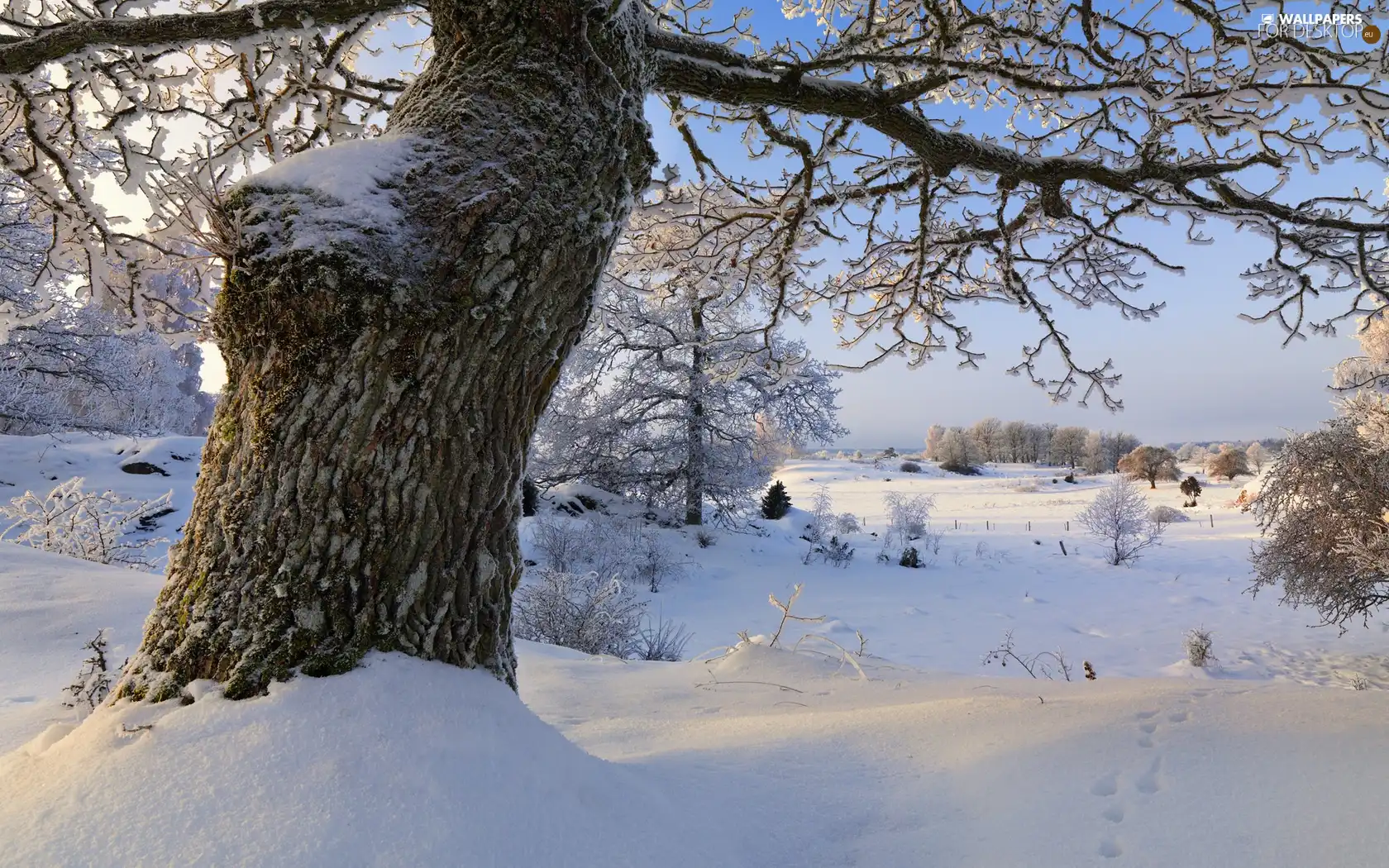 winter, trees