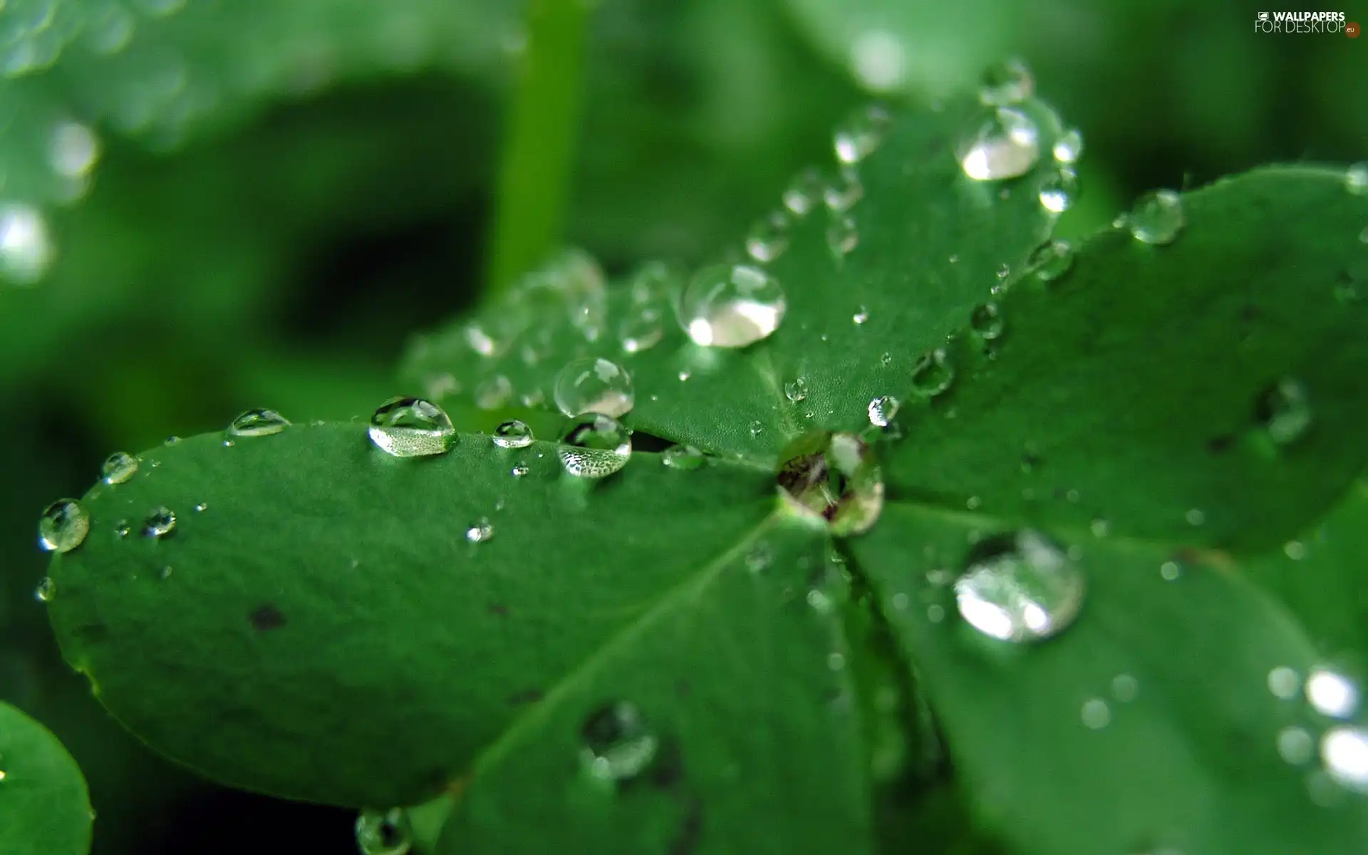 dew, trefoil