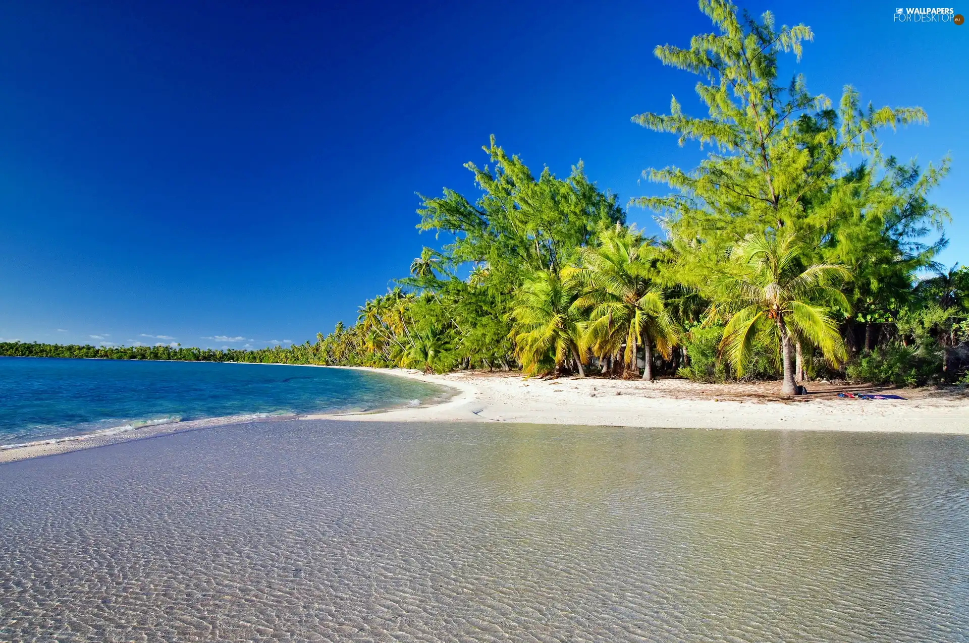 Ocean, Palms, tropic, Beaches