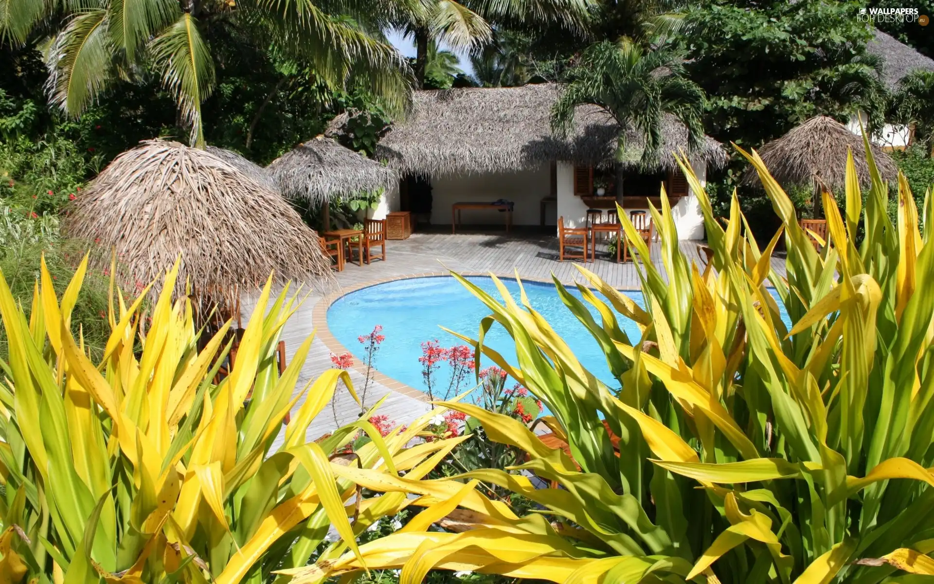 house, VEGETATION, Tropical, Pool