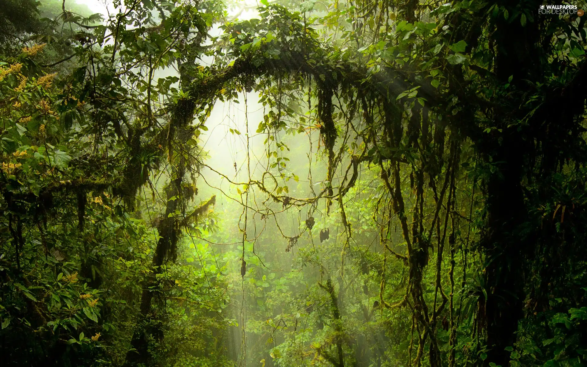 tropical, VEGETATION, viewes, Climbers, trees