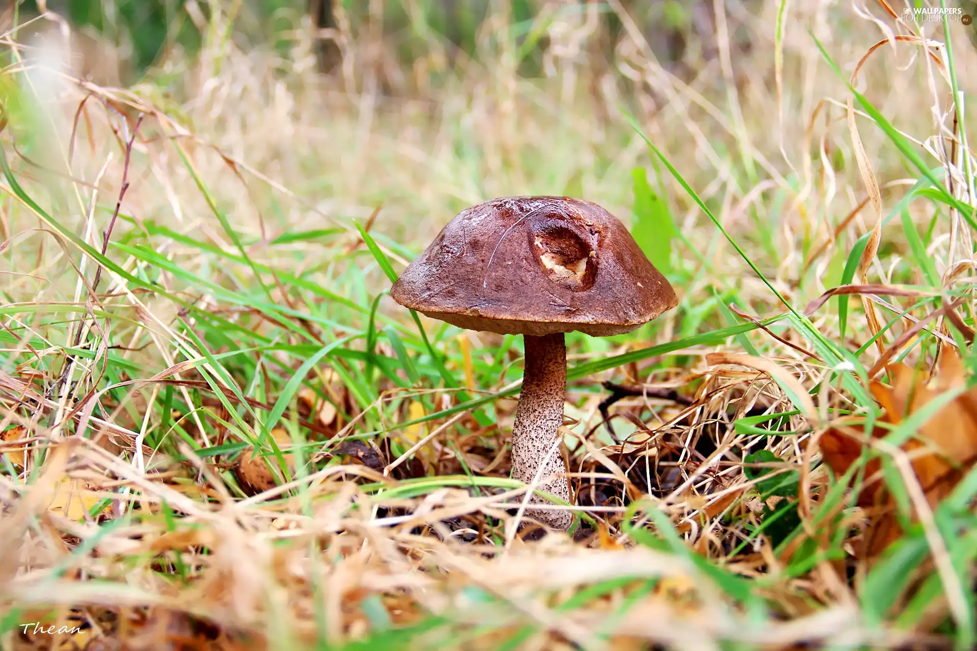 trunk, grass, Kozak, Hat, Mushrooms