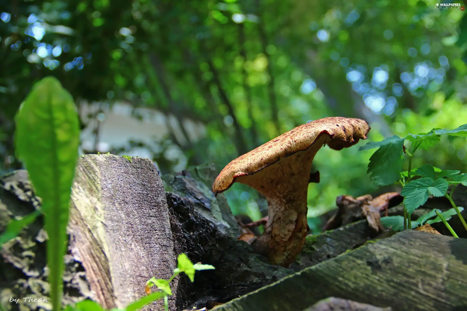 Mushrooms, cut-off, trunk, an