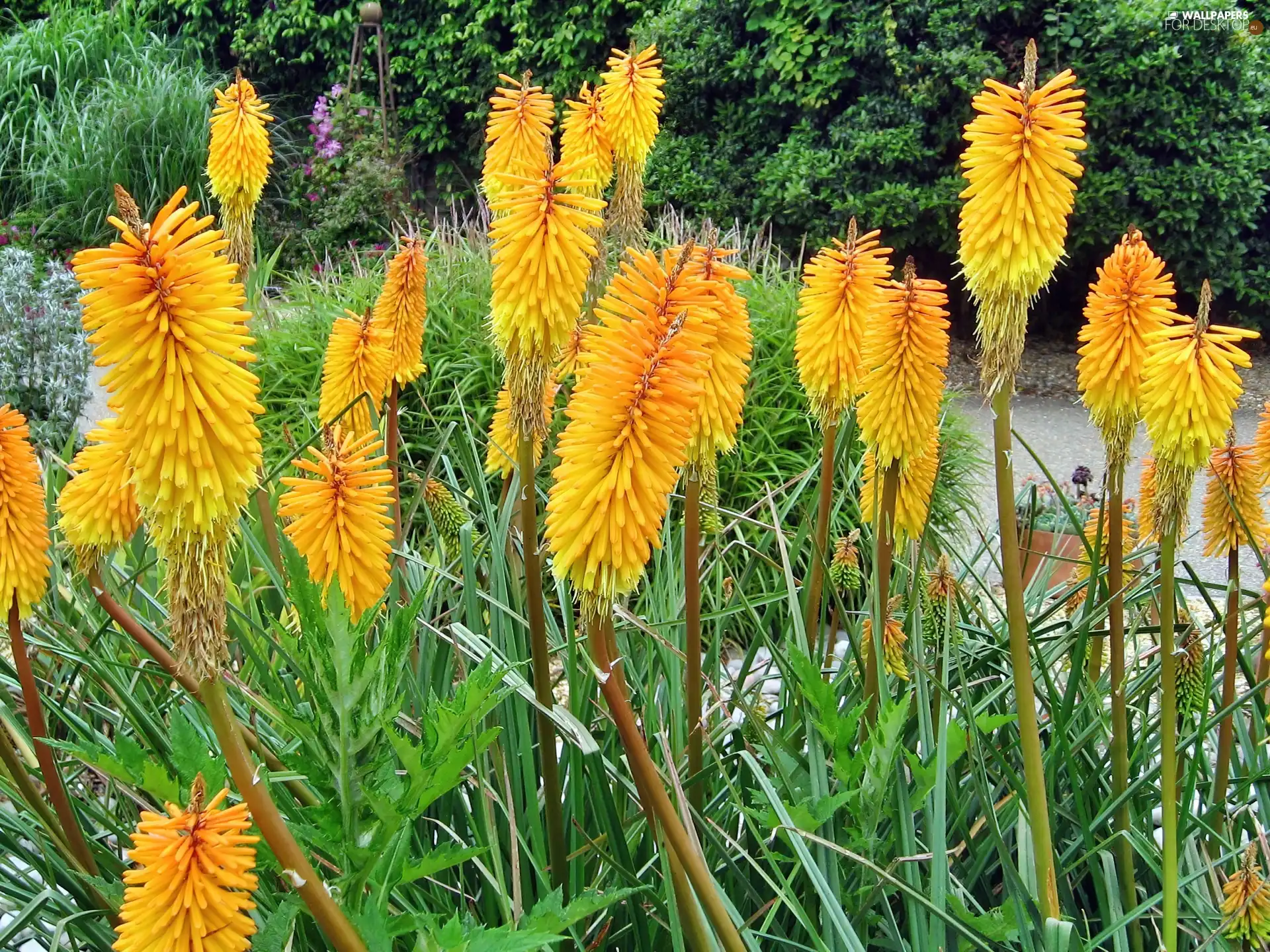 Yellow, Flowers, Trytoma groniasta, exotic
