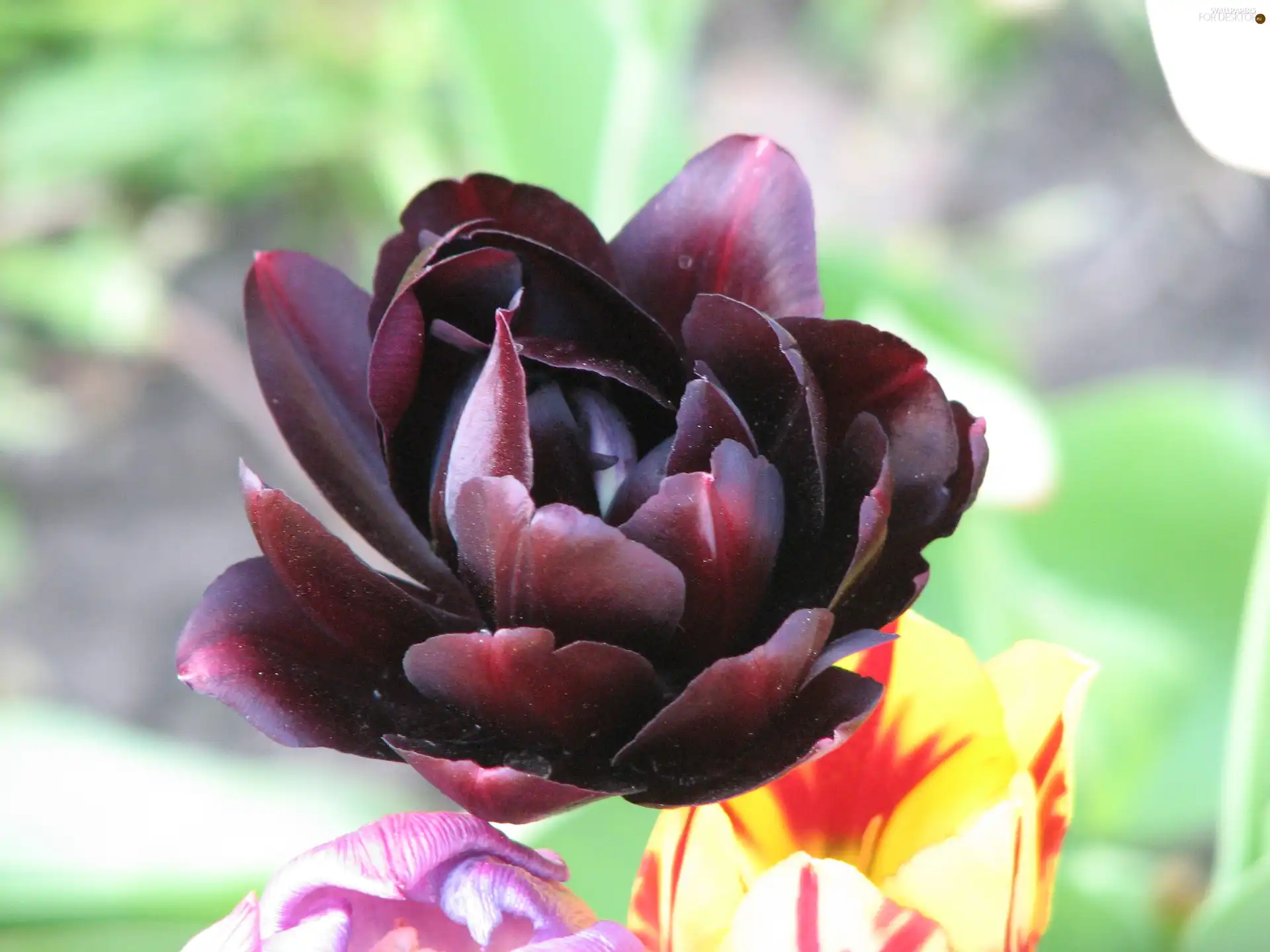dark, tulip