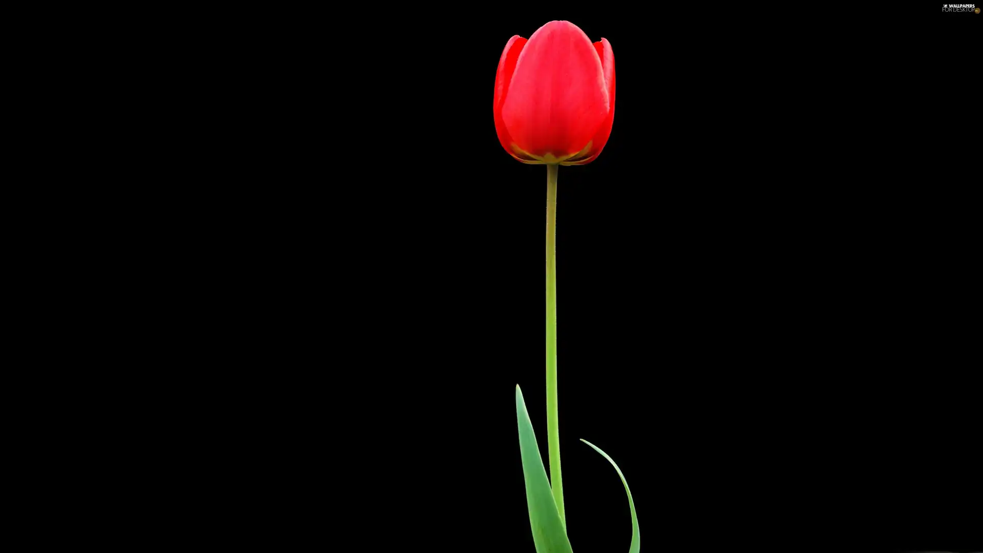 tulip, Red, lonely