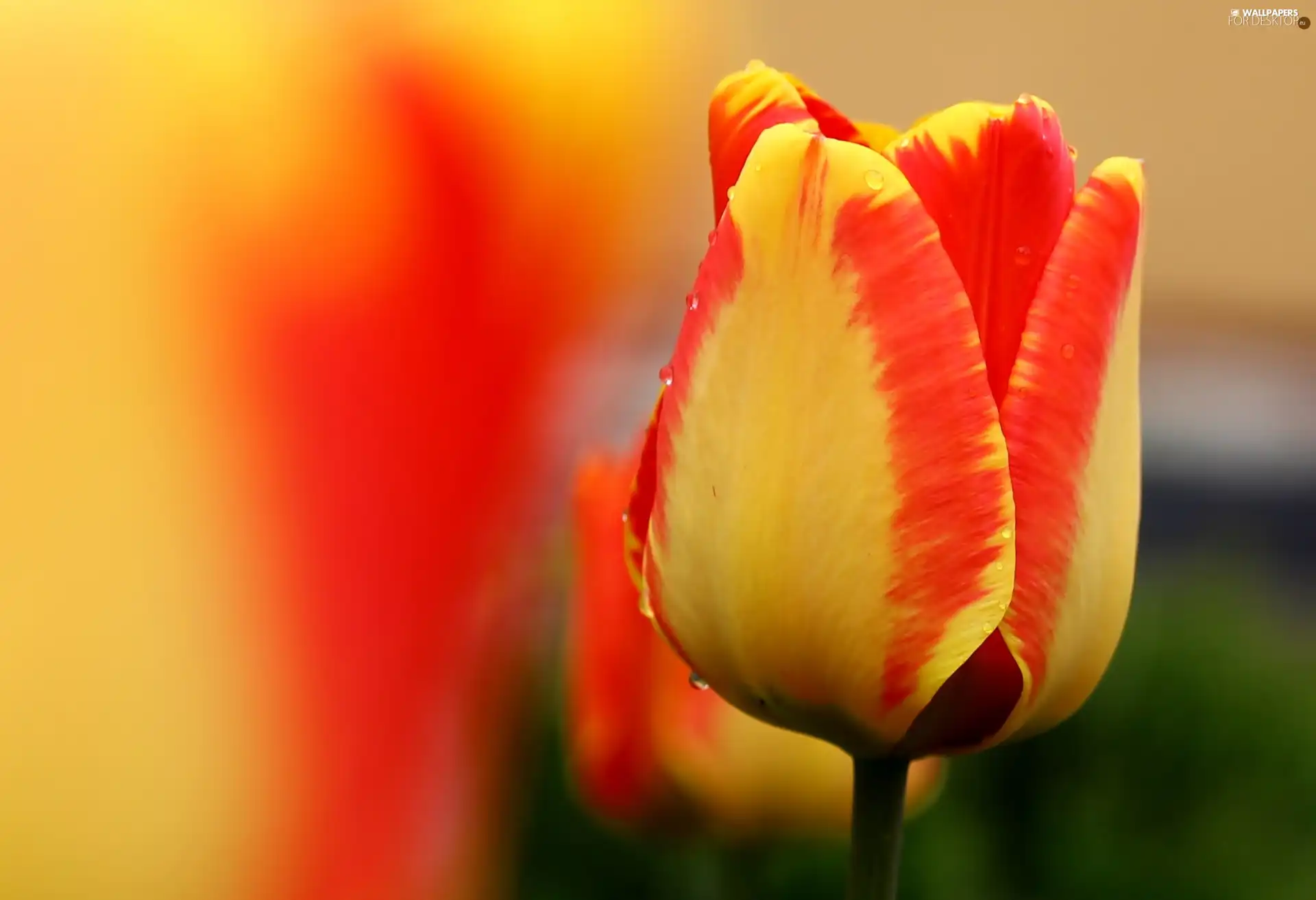 tulip, yellow, Orange