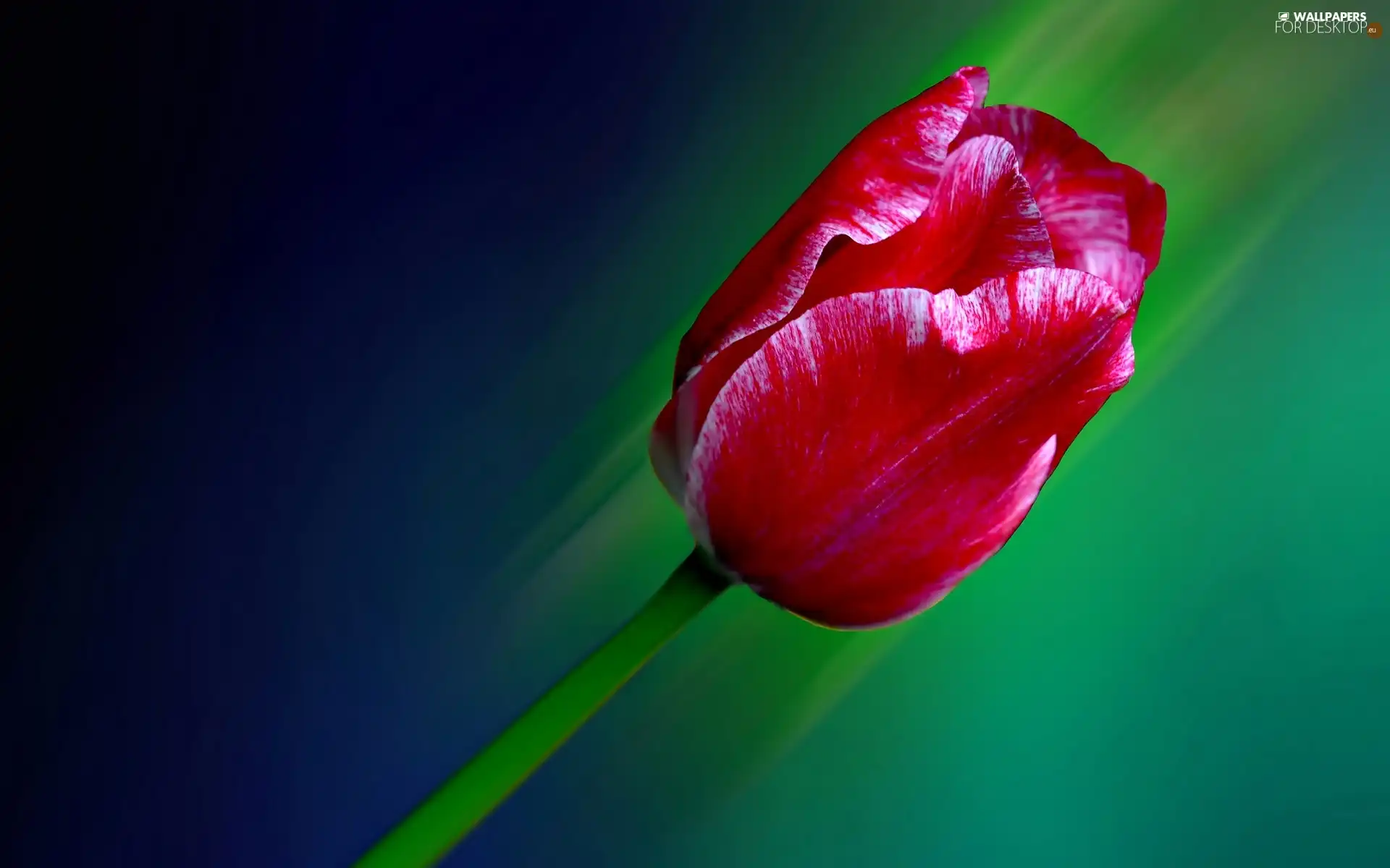 Pink, tulip