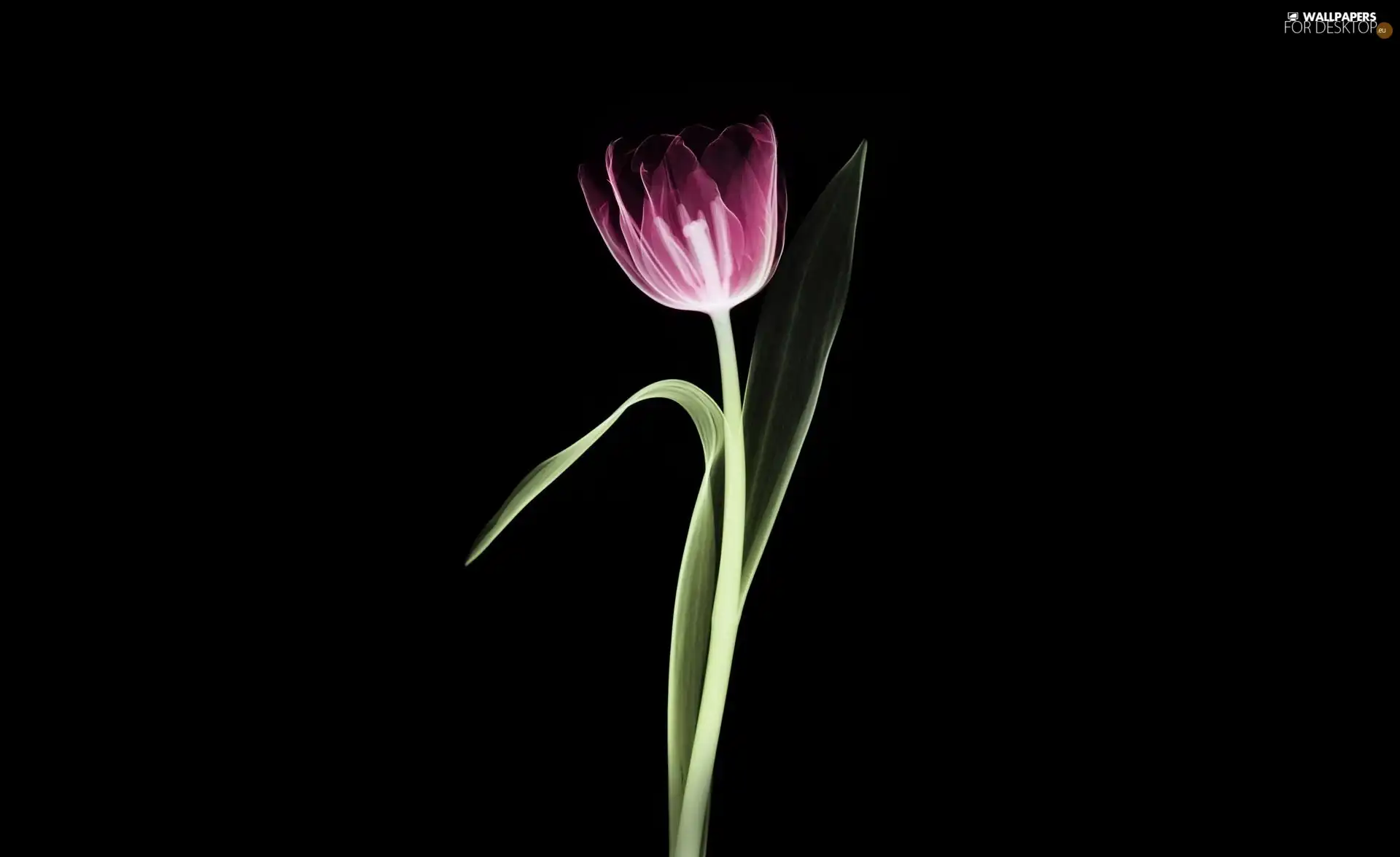 Violet, tulip