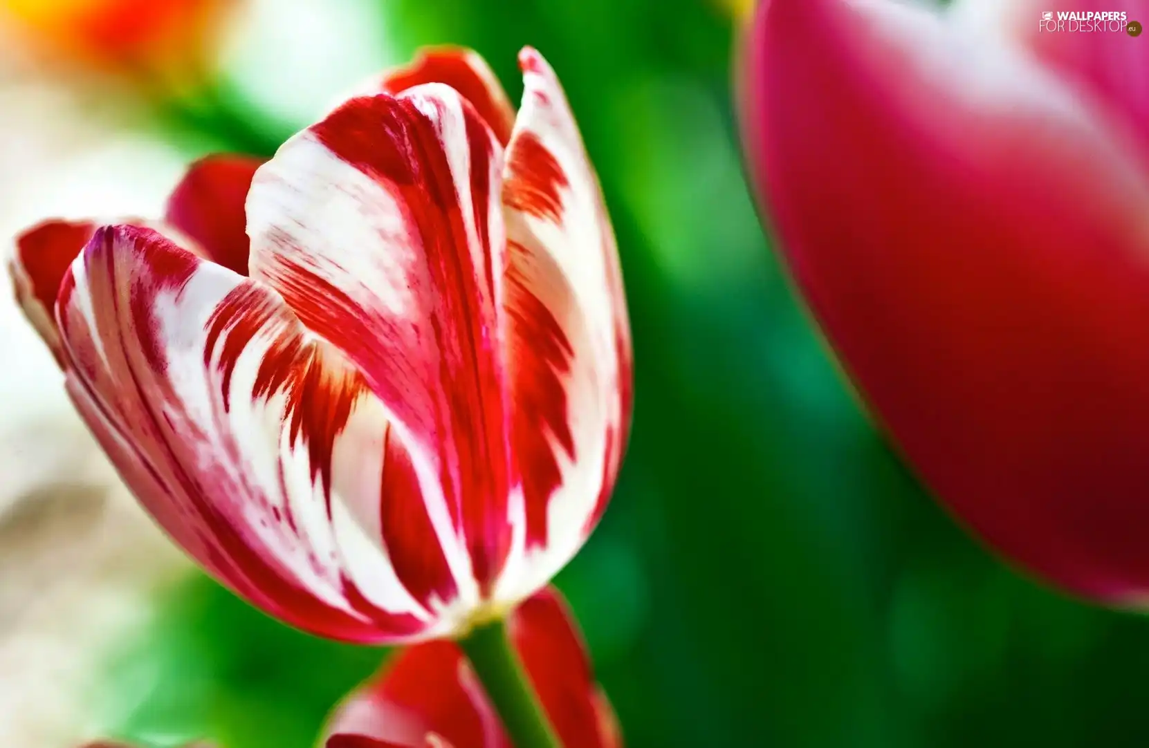 tulip, red, White