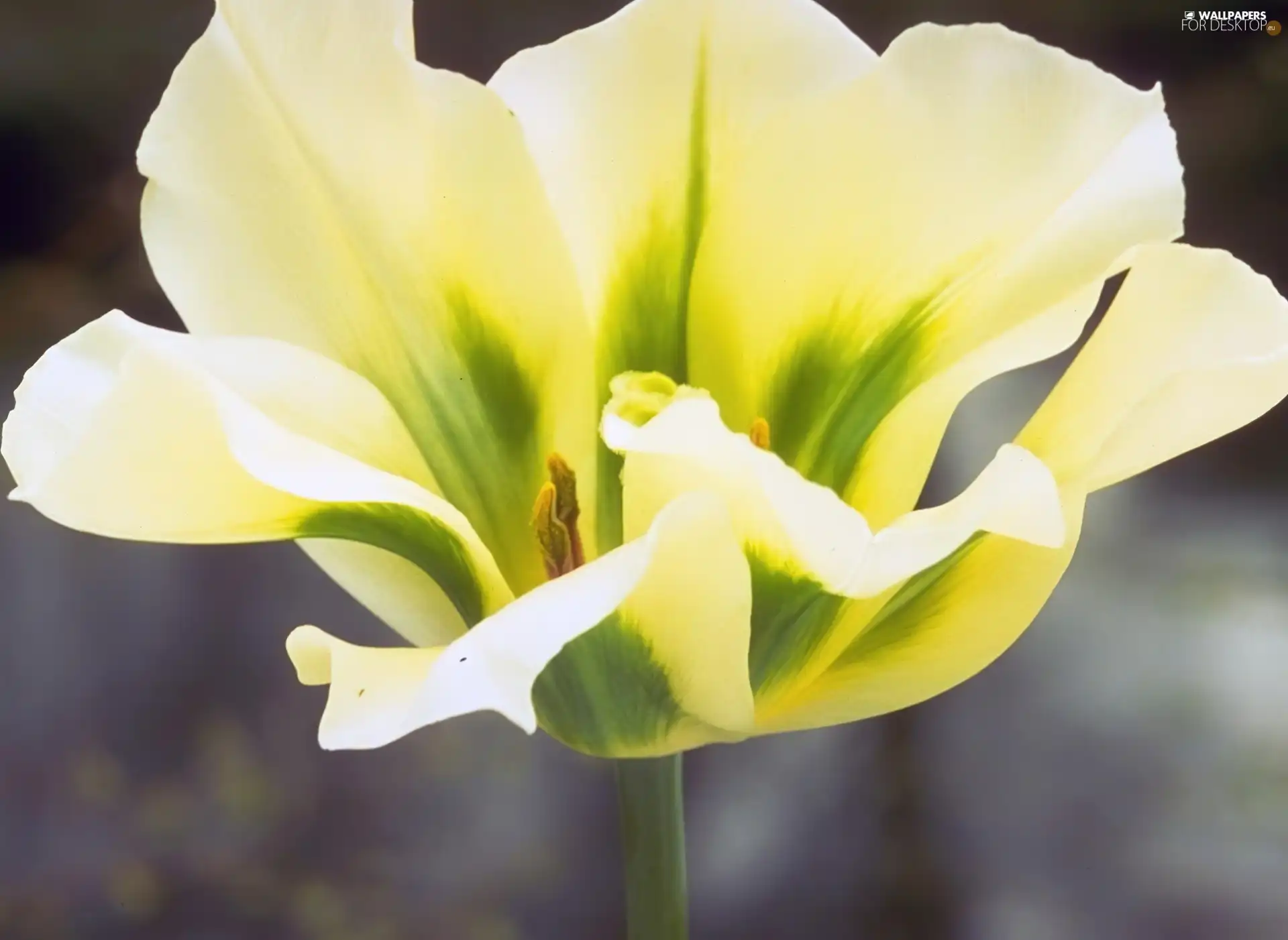 tulip, cream, Yellow