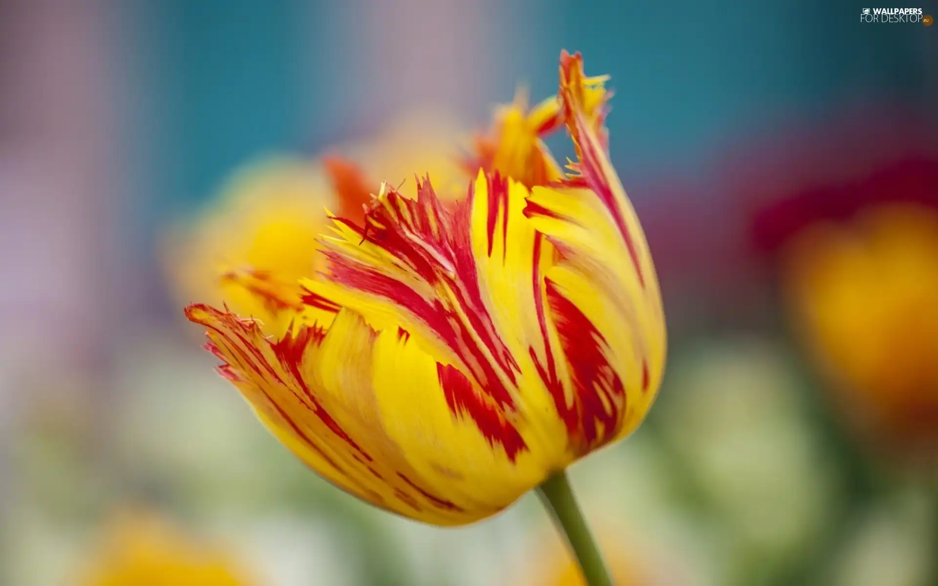 tulip, red, Yellow