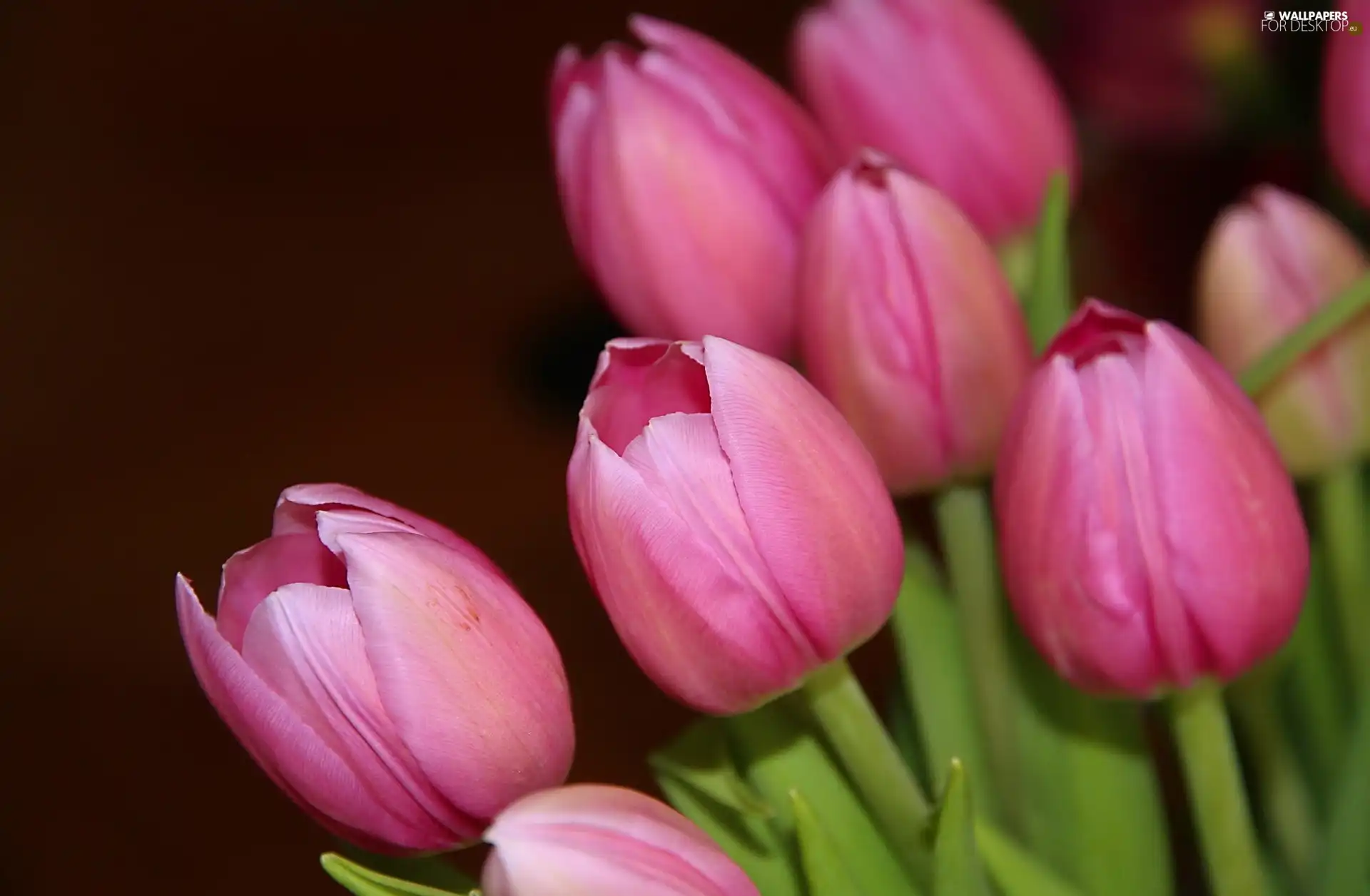 Tulips