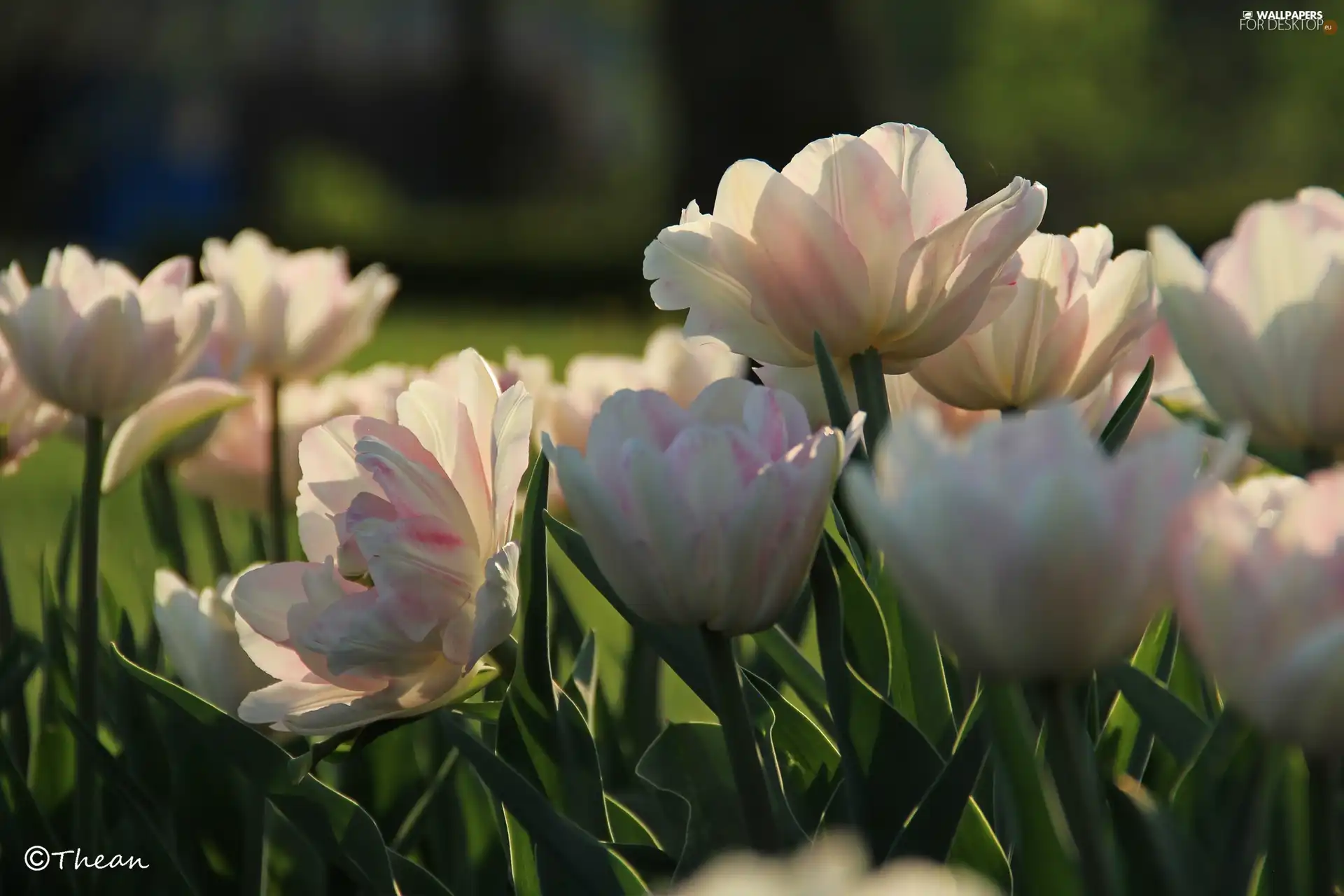 white and Pink, Tulips