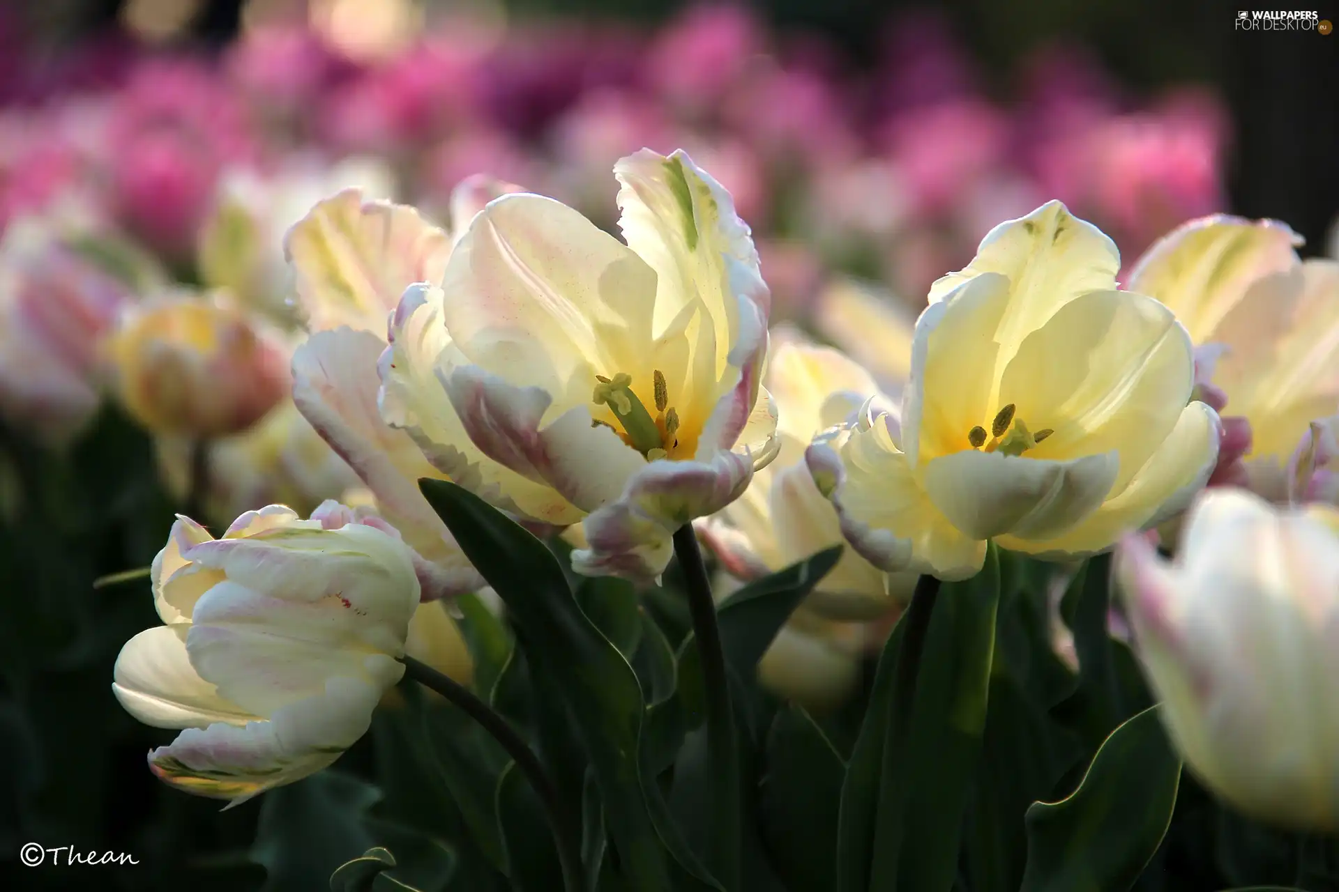 rods, white and Pink, Tulips