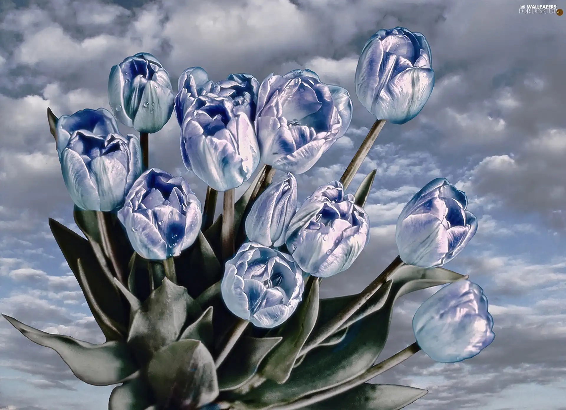 Blue, Tulips
