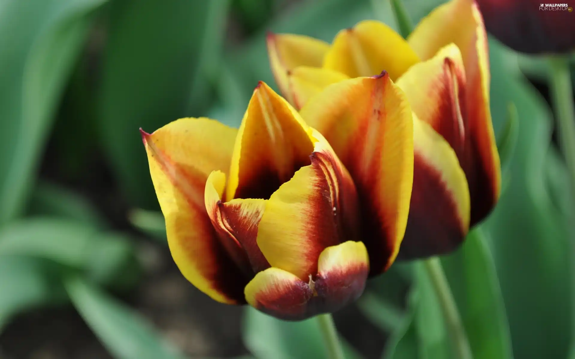 Two cars, Red, Tulips, yellow