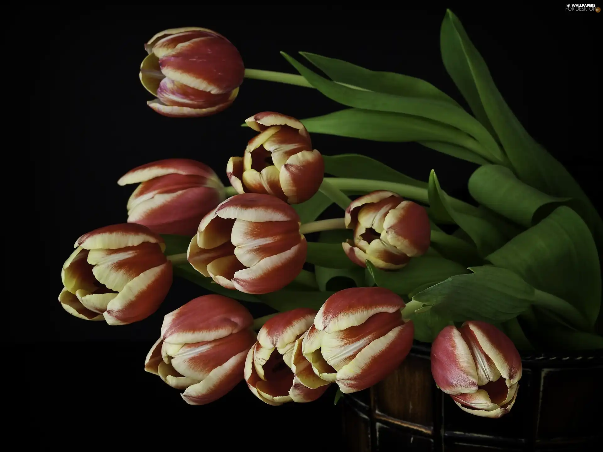 Ceberek, Tulips