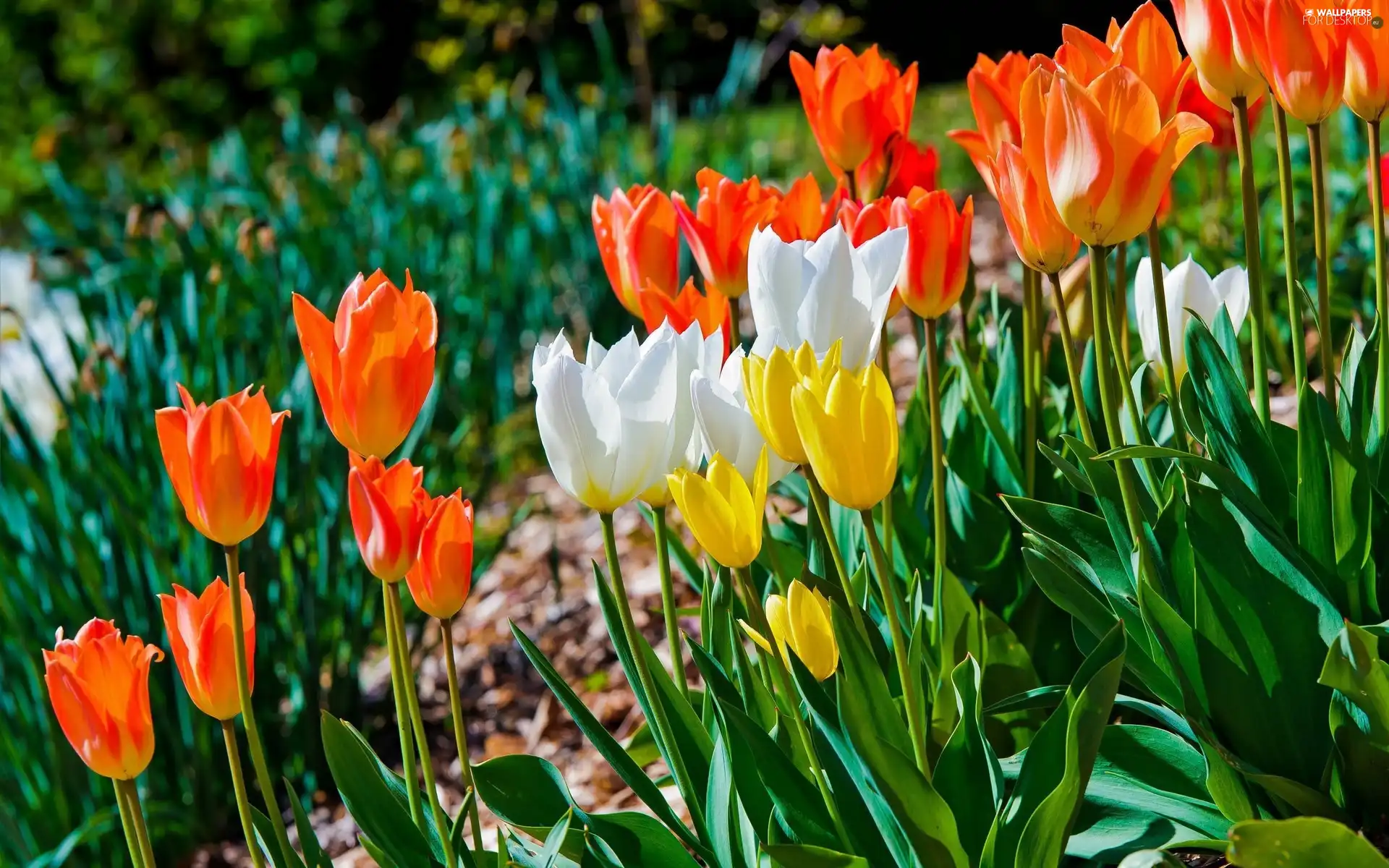 color, Tulips