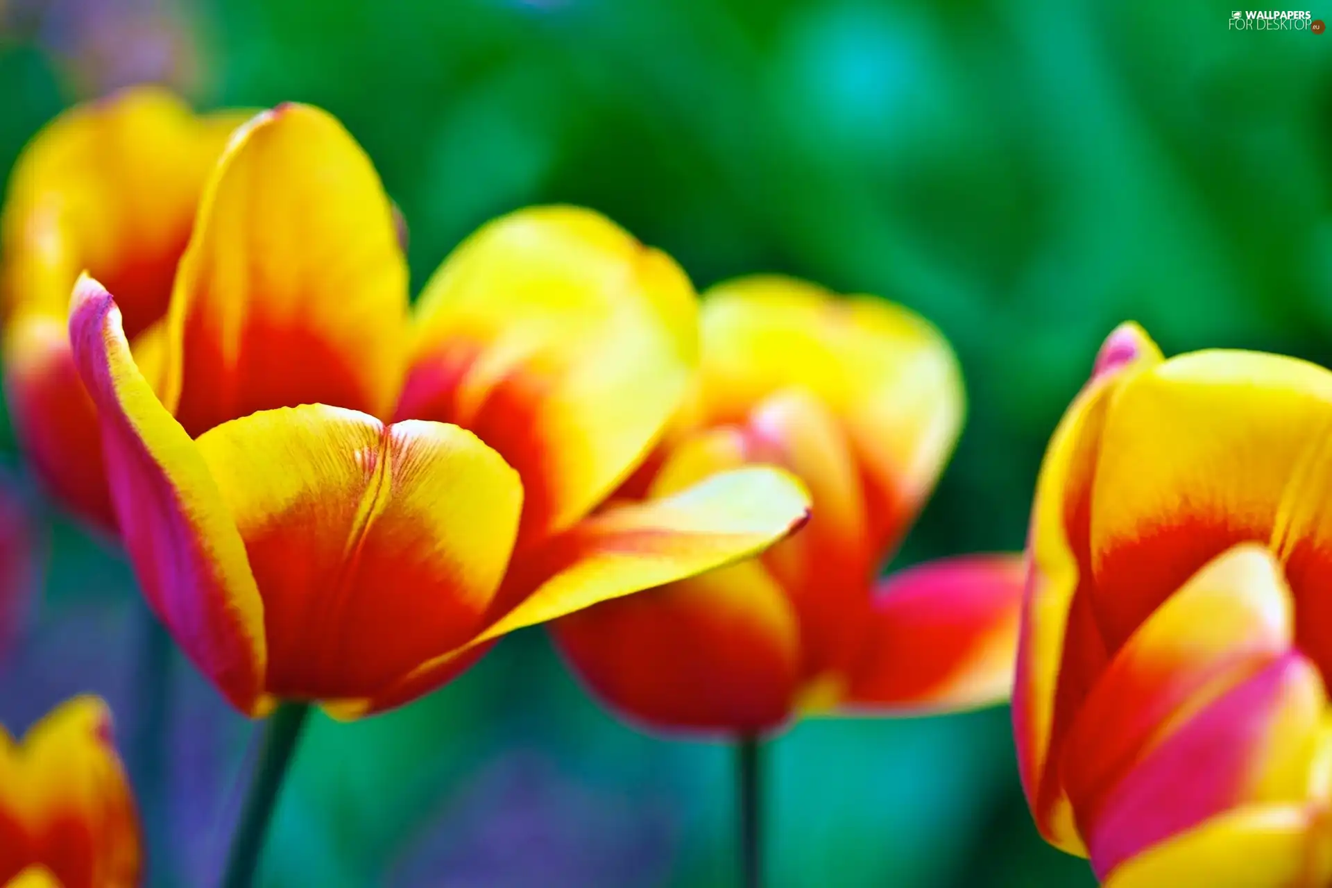 color, Tulips