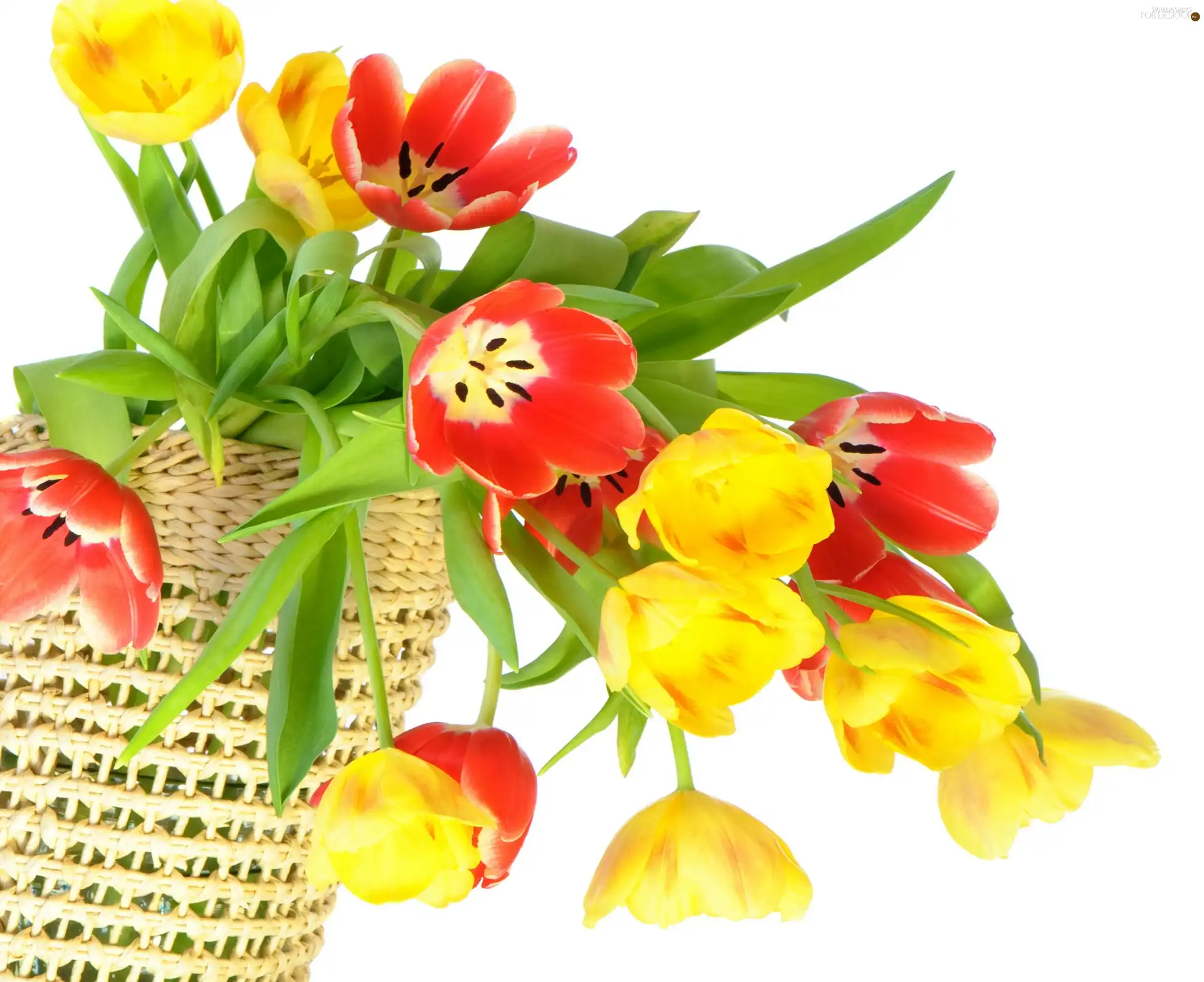 Tulips, basket, color