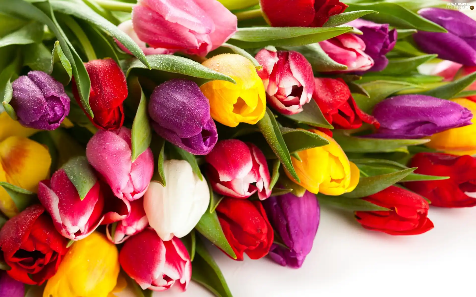 Tulips, bouquet, color