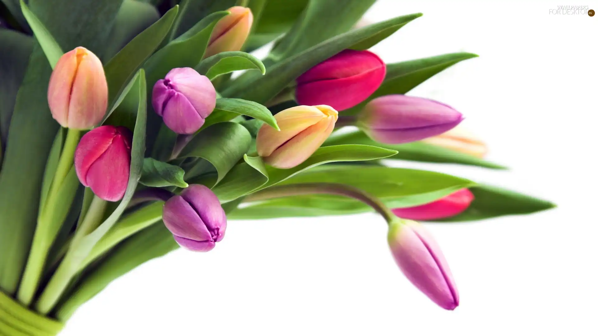 tulips, bouquet, Colorful