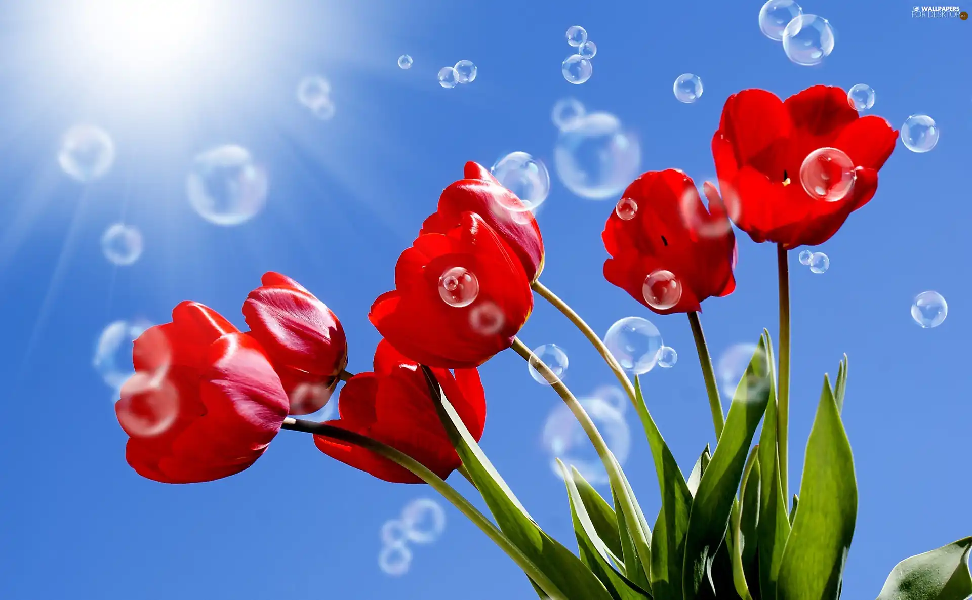 Tulips, interesting eyes, sun, Red, Sky