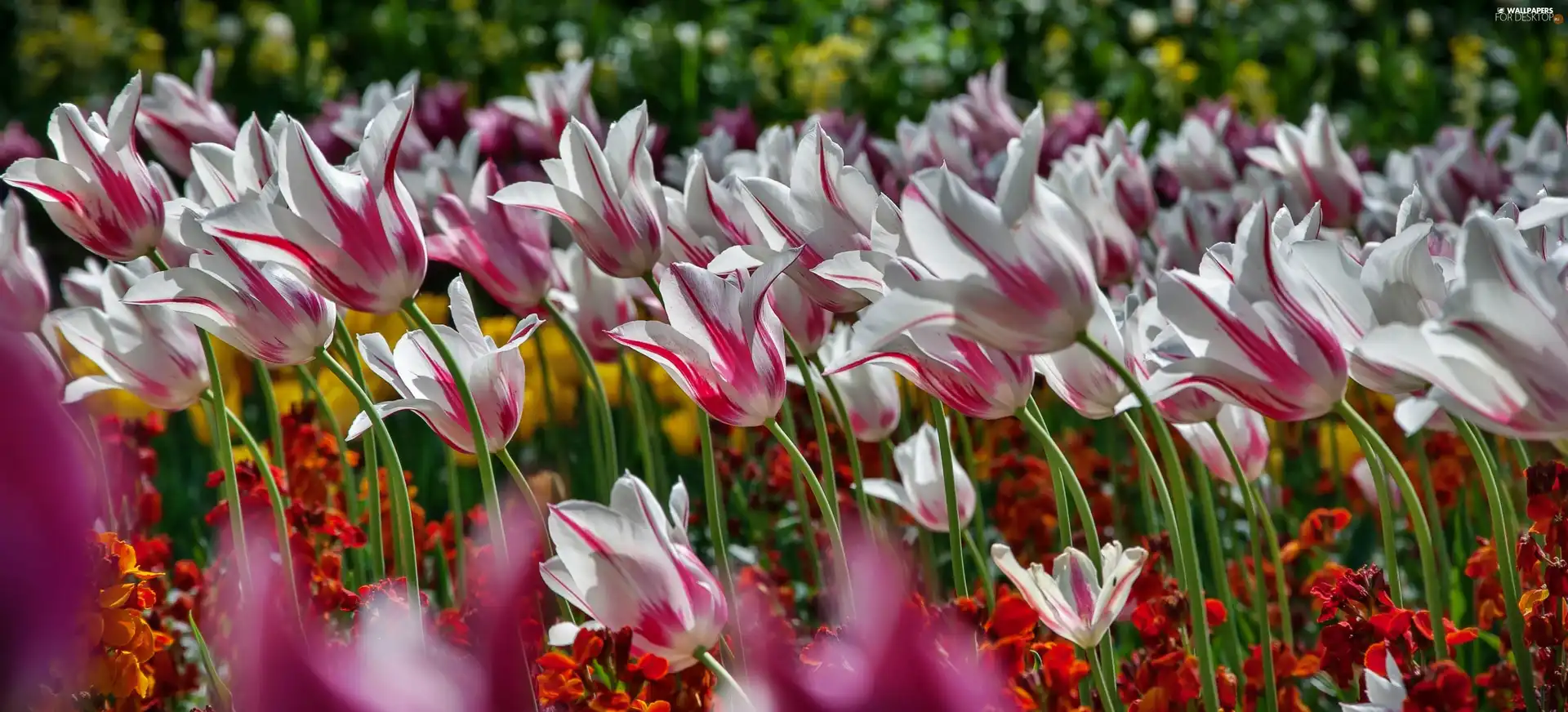 Flowers, Tulips