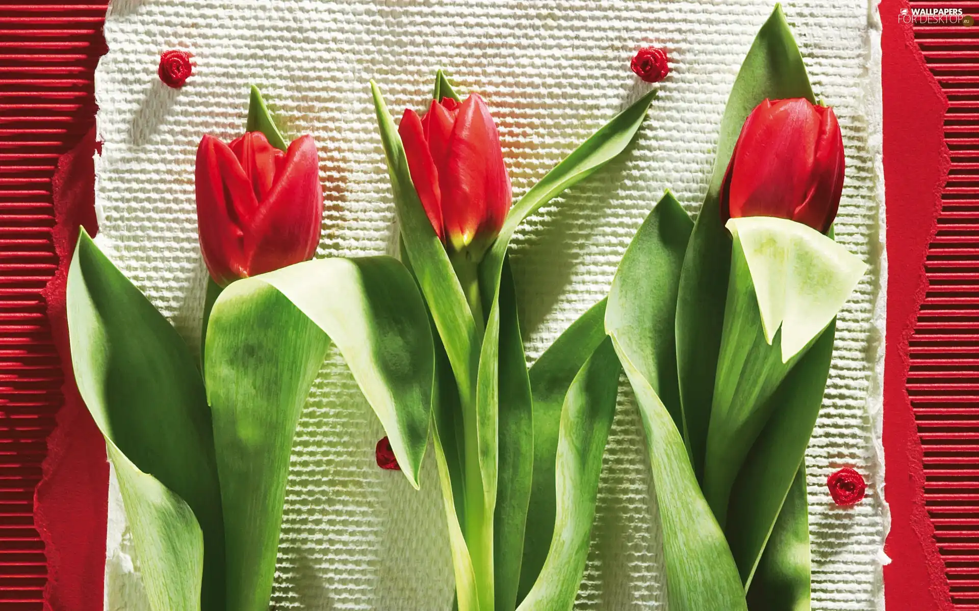 Tulips, composition, Flowers