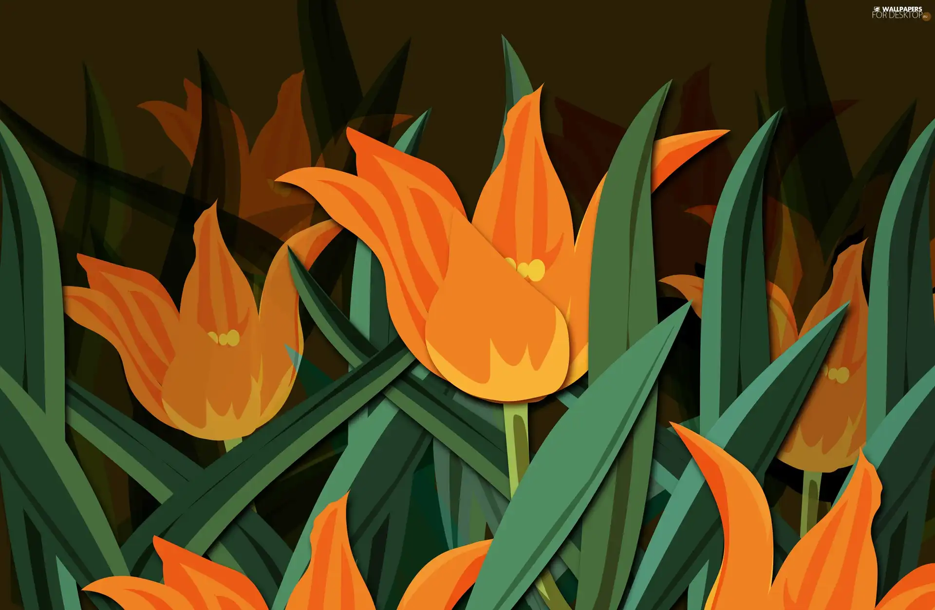 Orange, Tulips