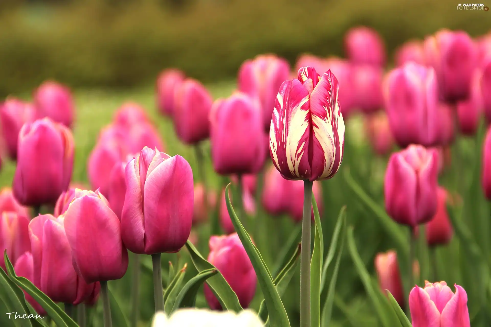 Pink, Tulips