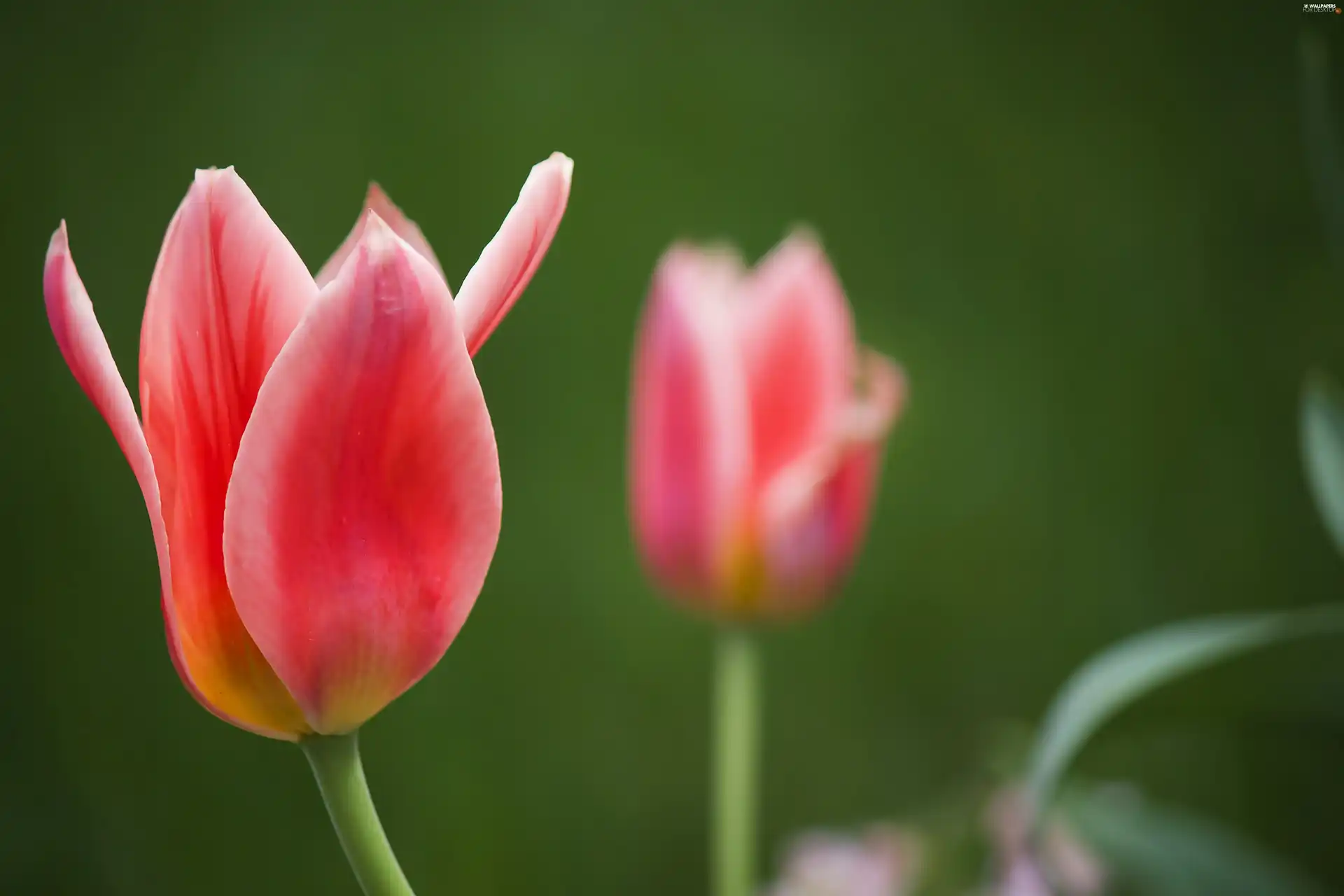 Pink, Tulips