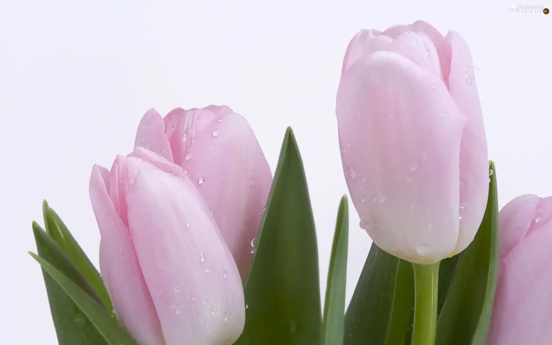 Pink, Tulips