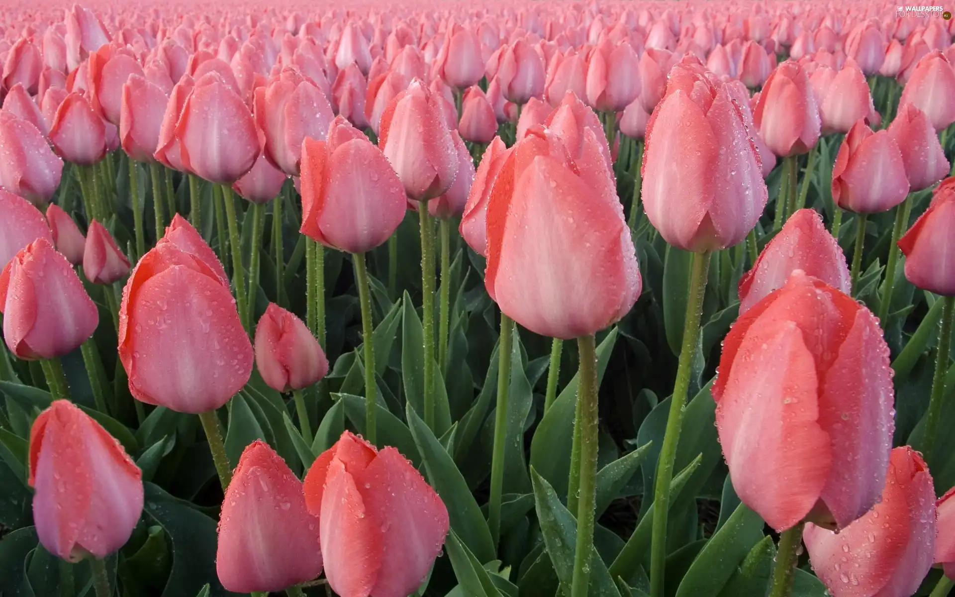 Pink, Tulips