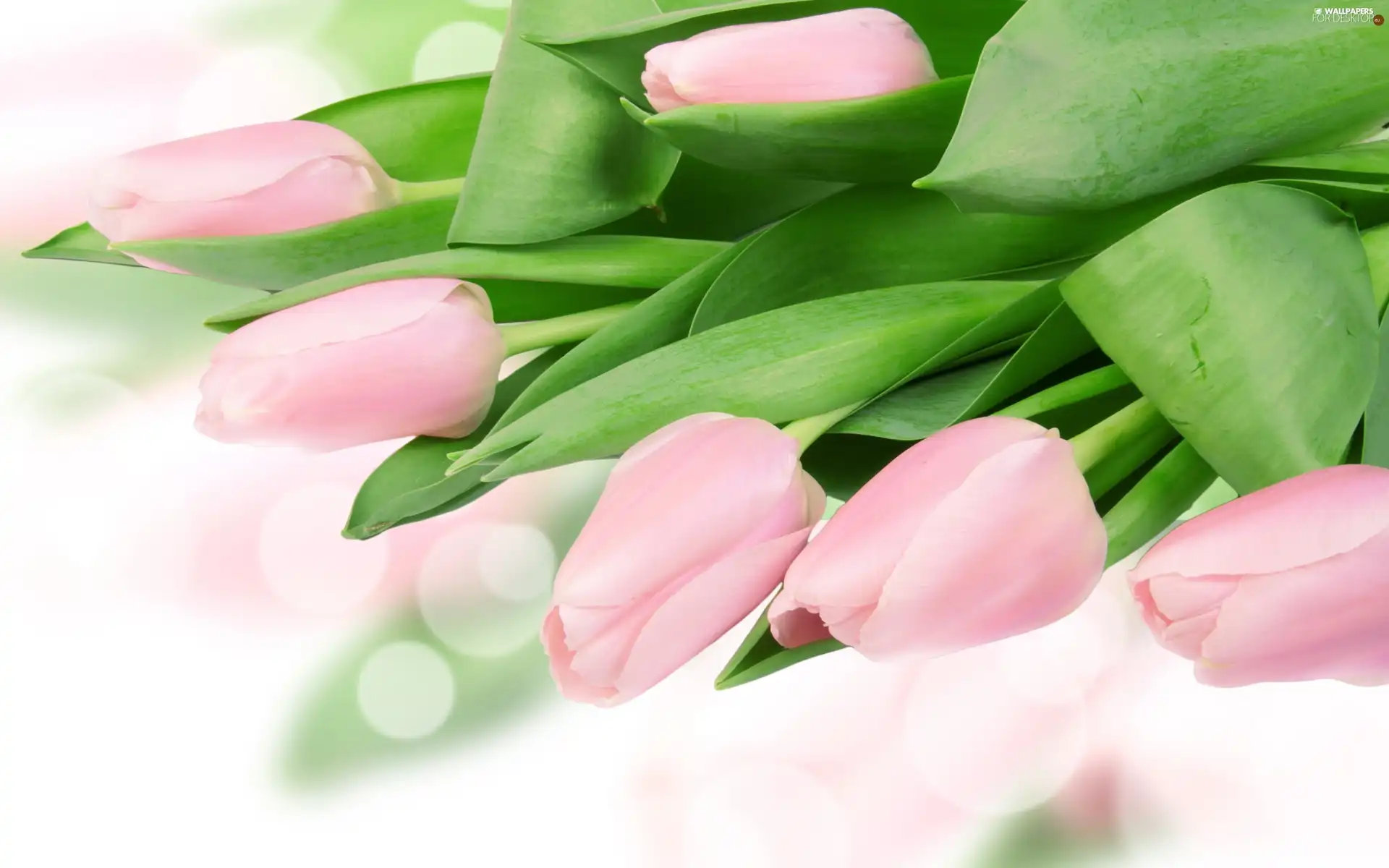 Tulips, Flowers, Pink