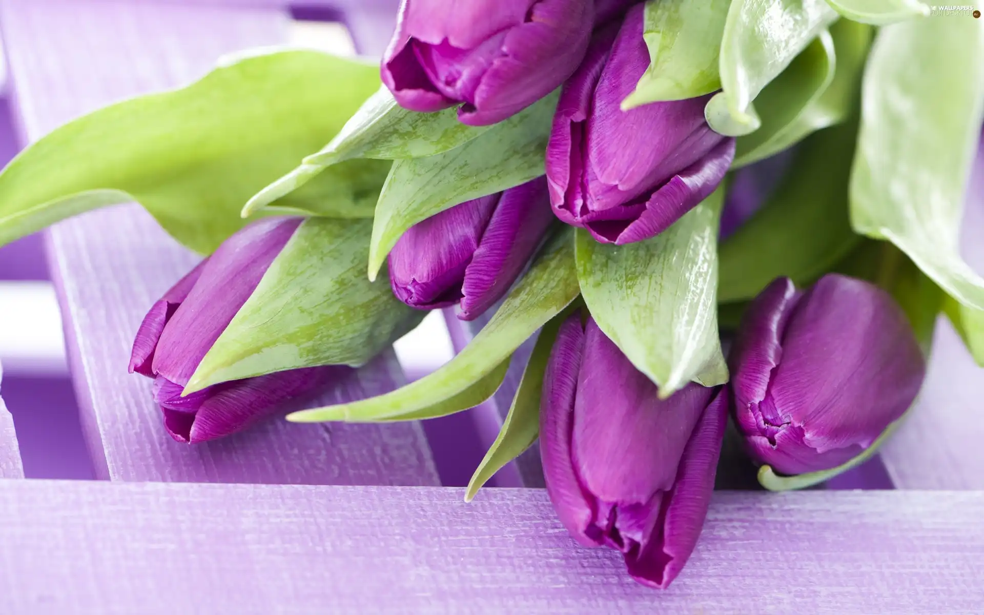 Purple, Tulips