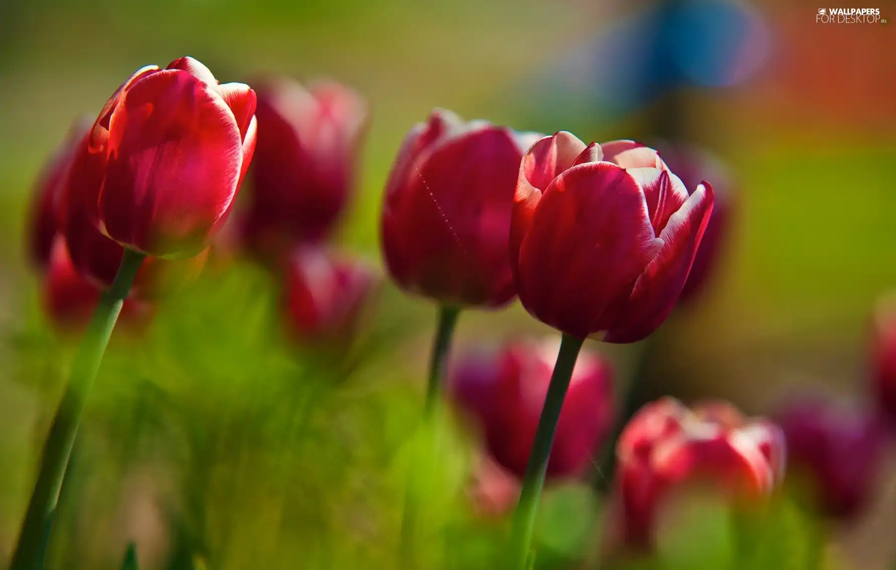 Red, Tulips