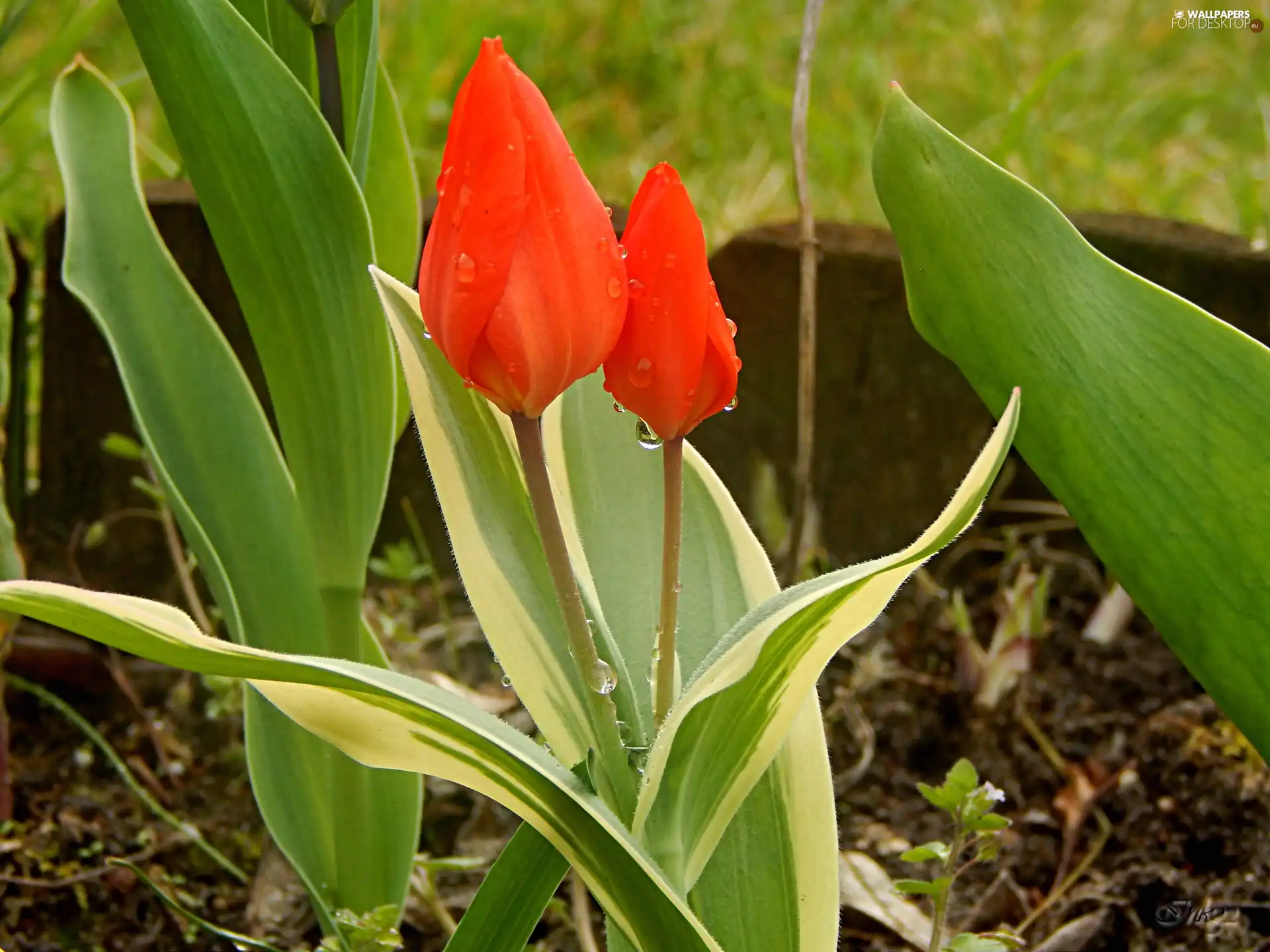 Red, Tulips